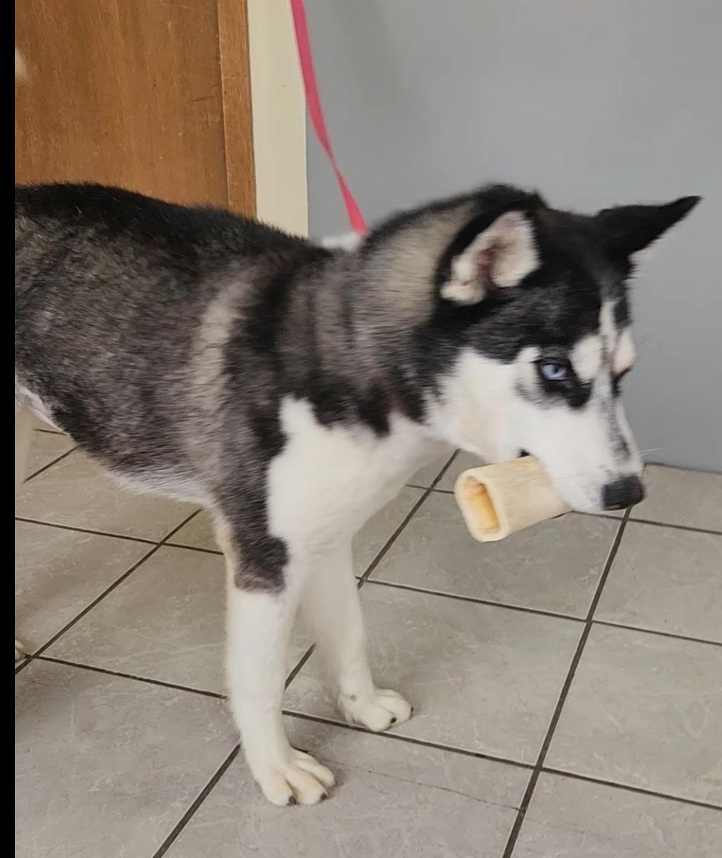 Luna, a ADOPTABLE Husky in Grant, NE image 1/3