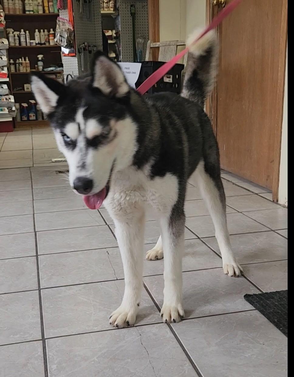 Luna, a ADOPTABLE Husky in Grant, NE image 2/3