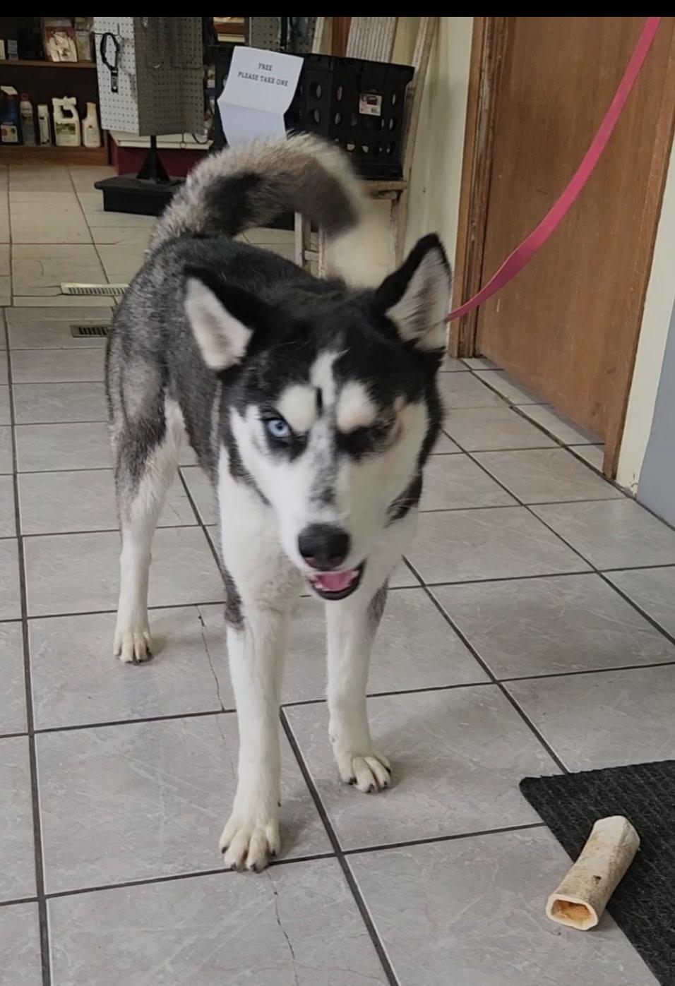 Luna, a ADOPTABLE Husky in Grant, NE image 3/3