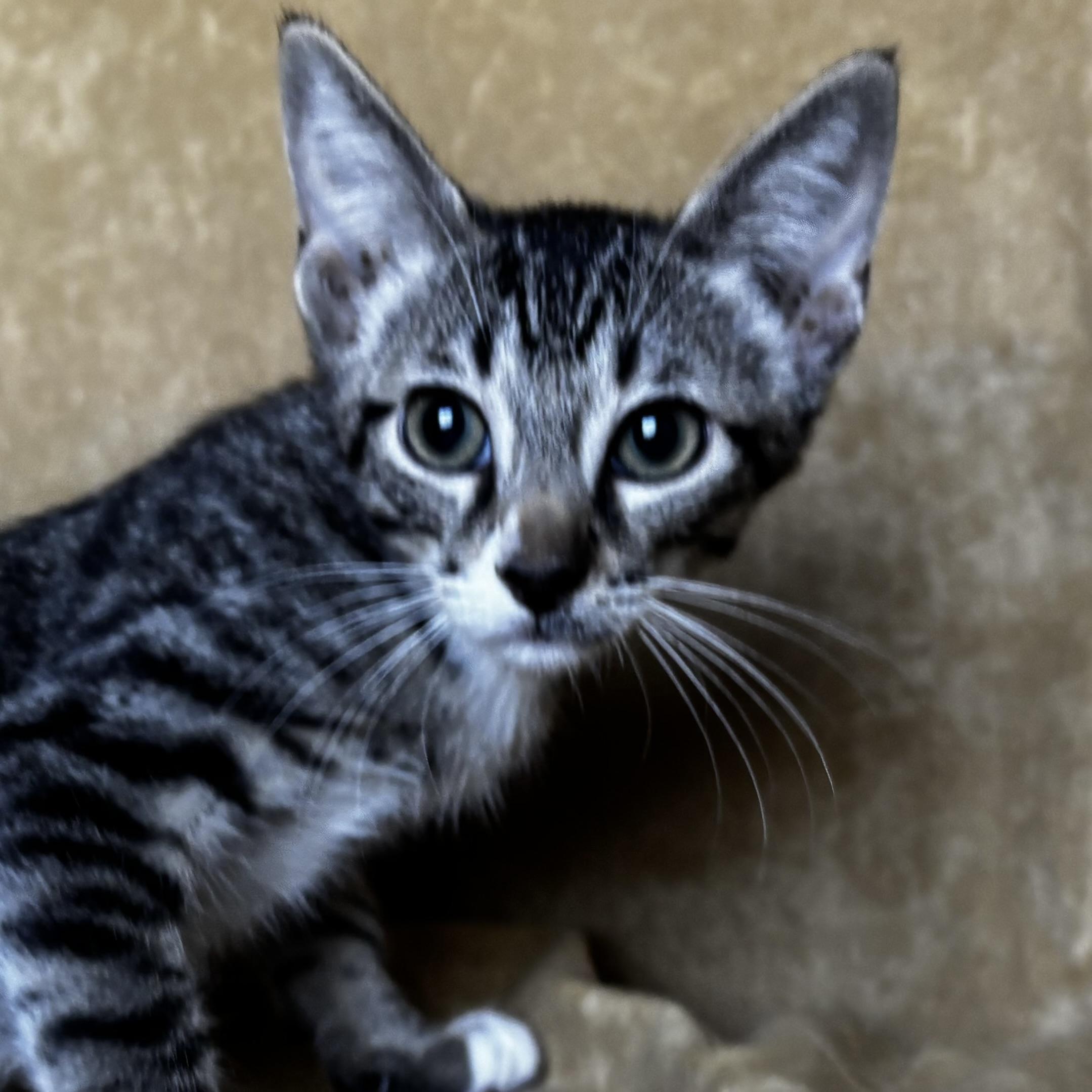 Hershey, Adoptable, Kitten Male Domestic Short Hair.