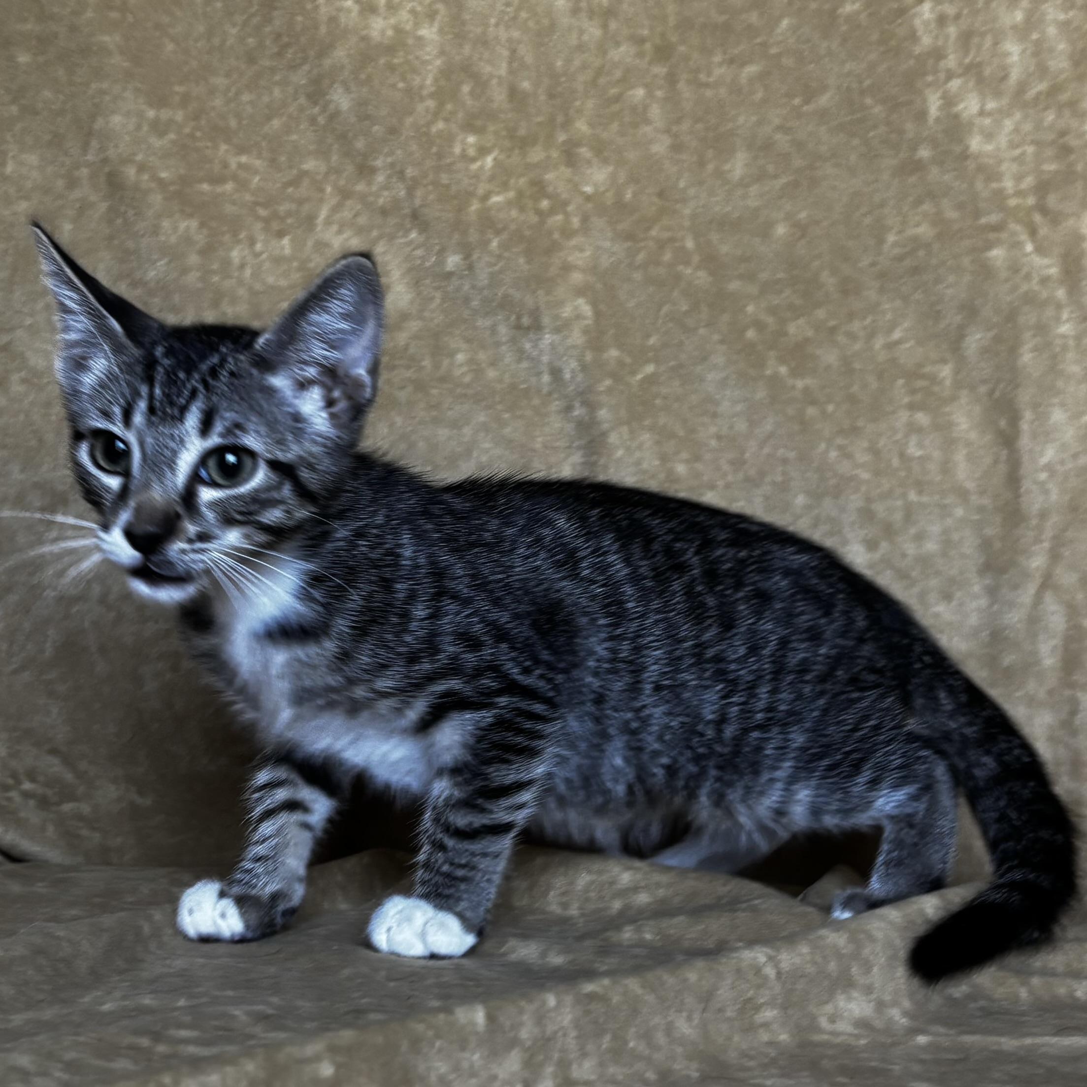 Enlarge Hershey, a Adoptable Domestic Short Hair in Boise, ID image 4/6