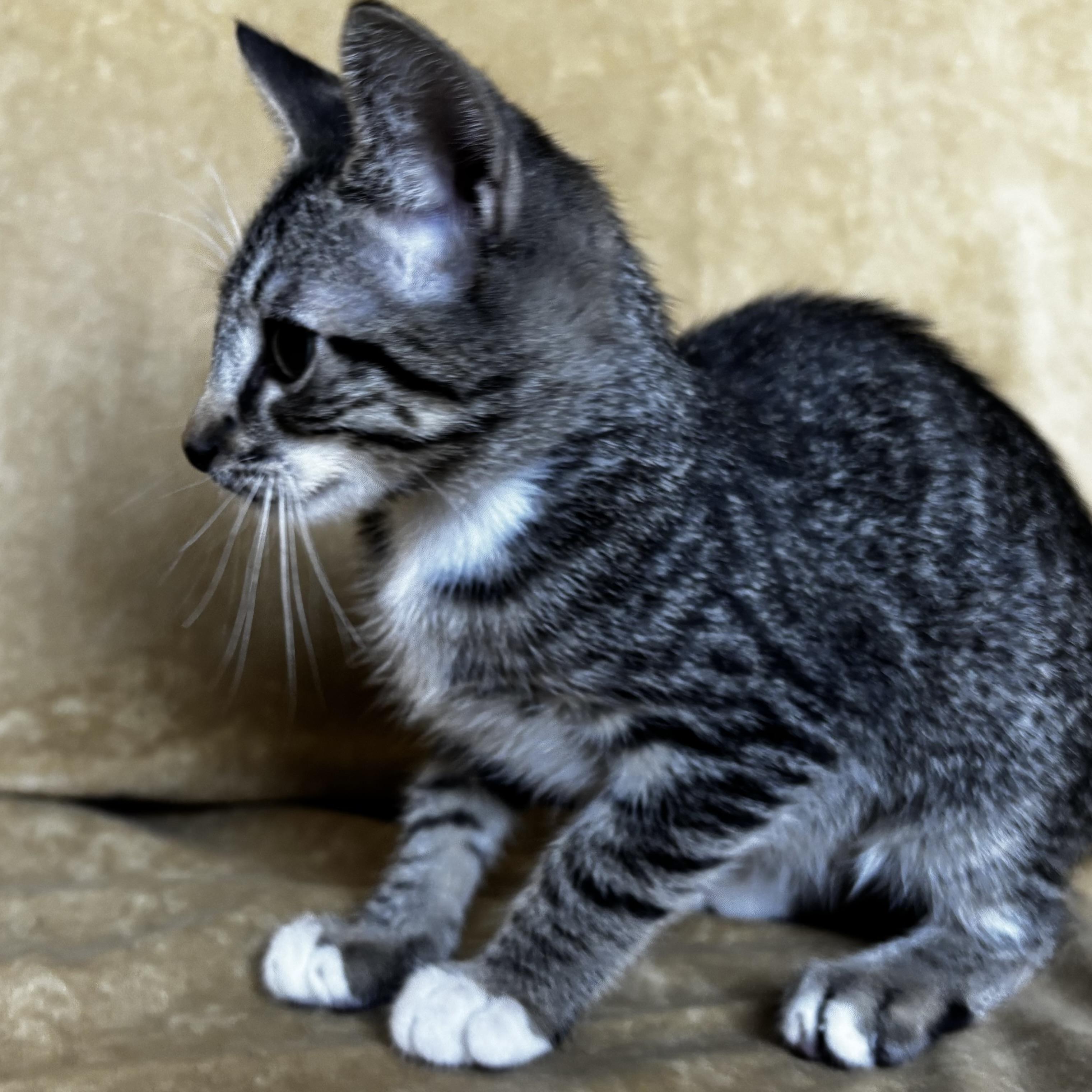 Enlarge Hershey, a Adoptable Domestic Short Hair in Boise, ID image 6/6