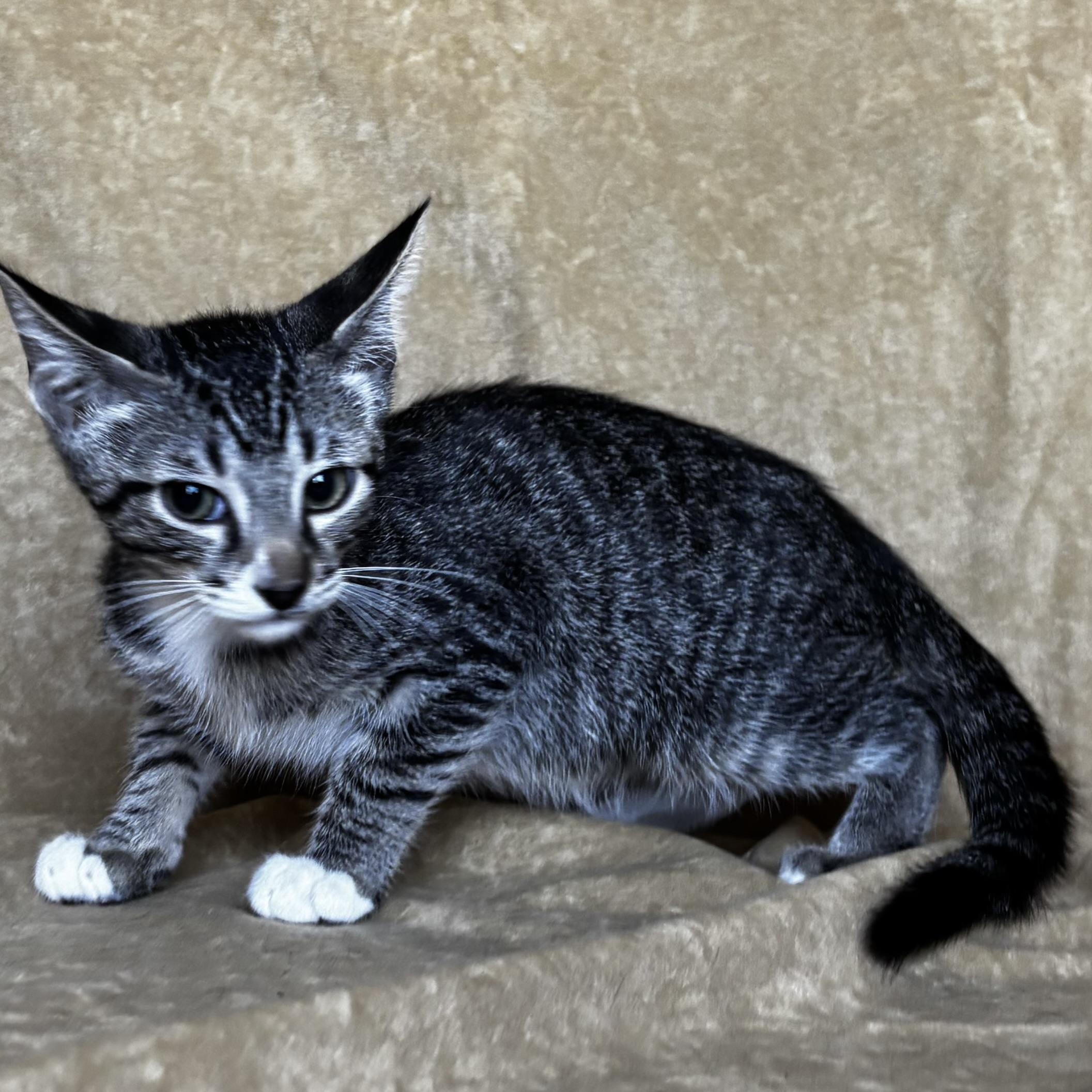 Enlarge Hershey, a Adoptable Domestic Short Hair in Boise, ID image 2/6