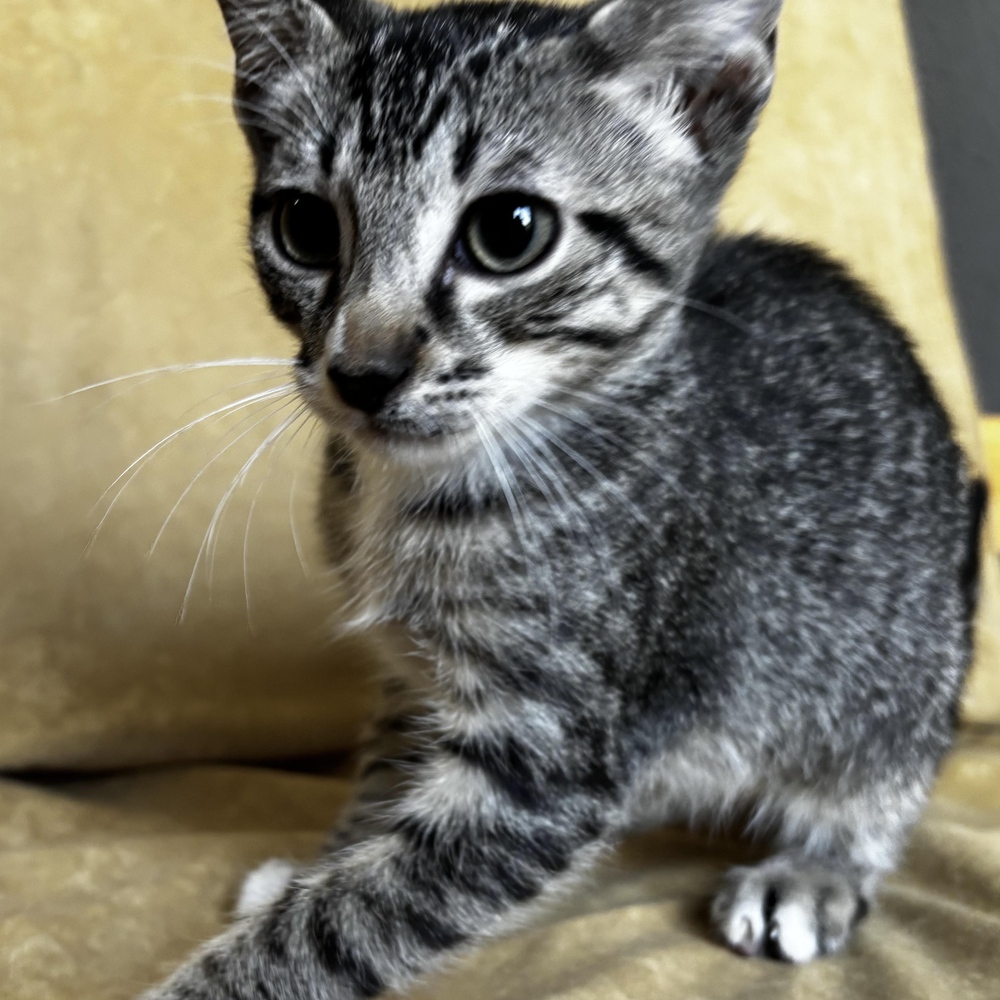 Enlarge Hershey, a Adoptable Domestic Short Hair in Boise, ID image 3/6