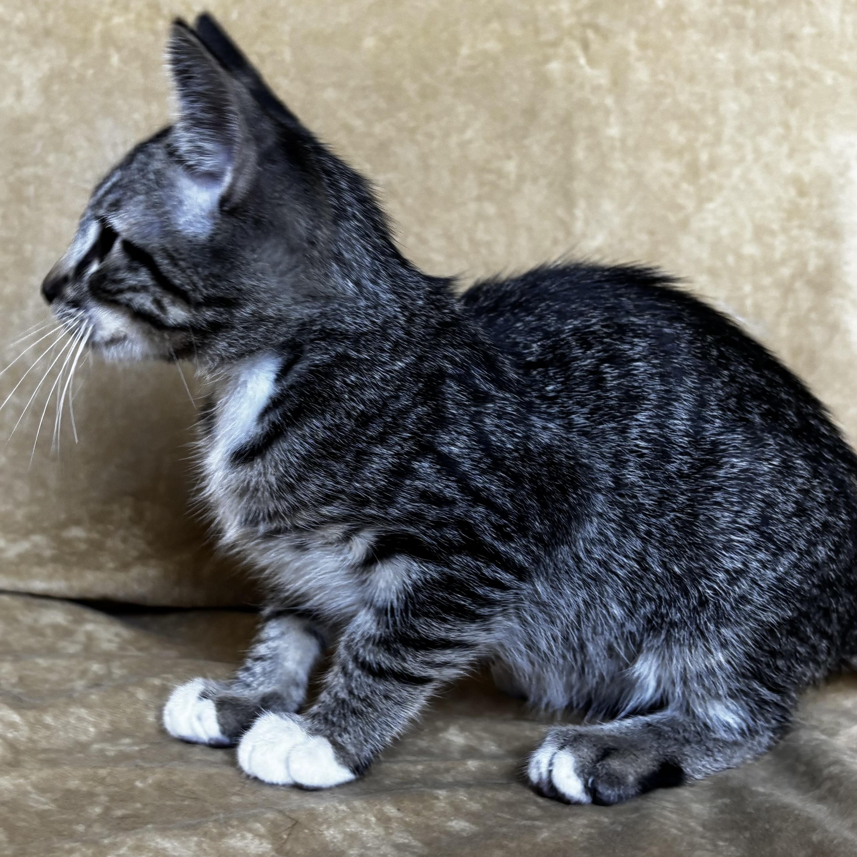 Enlarge Hershey, a Adoptable Domestic Short Hair in Boise, ID image 5/6
