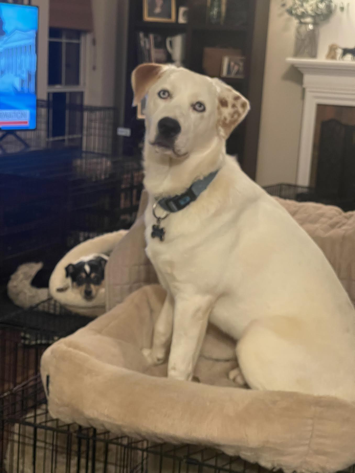 Donner, a ADOPTABLE mixed breed in Cumming, GA image 3/5