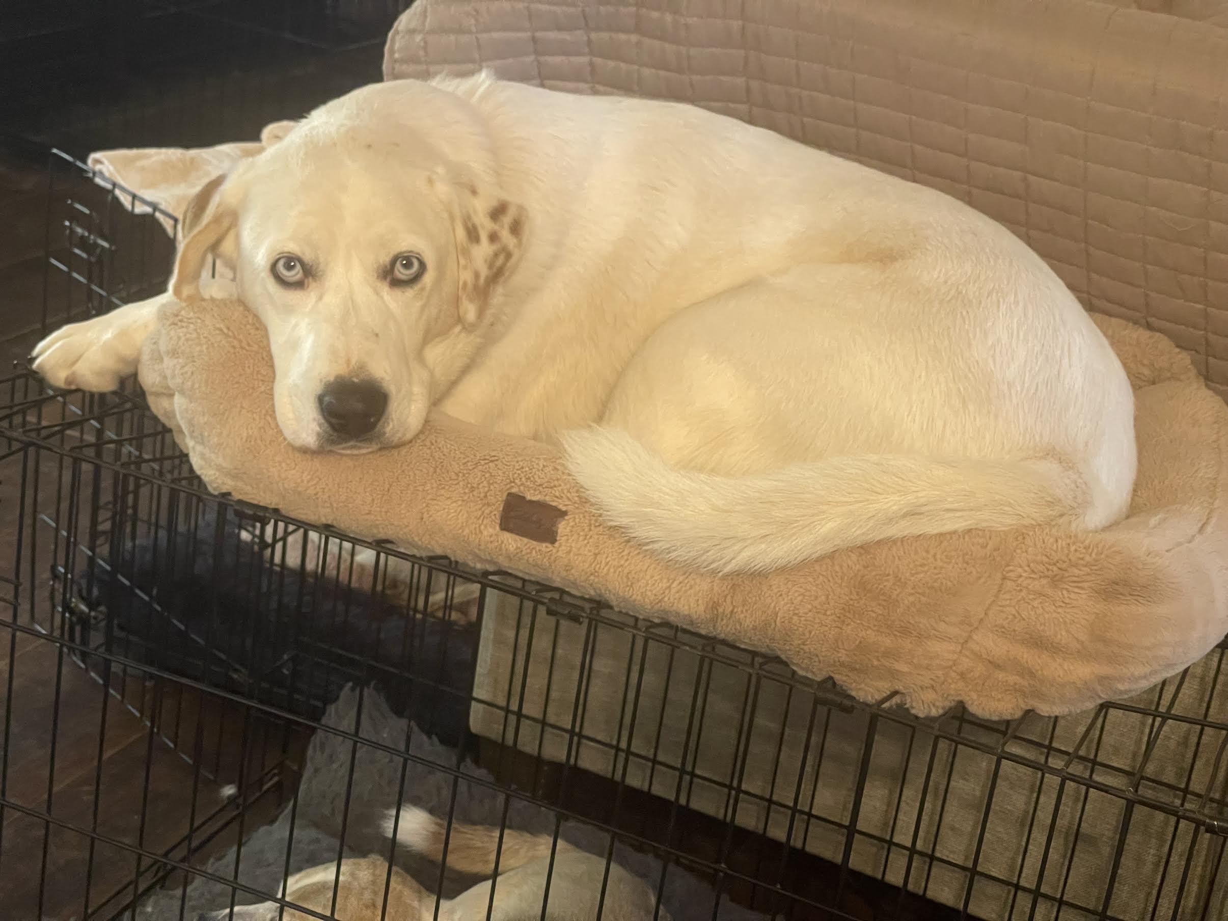 Donner, a ADOPTABLE mixed breed in Cumming, GA image 2/5