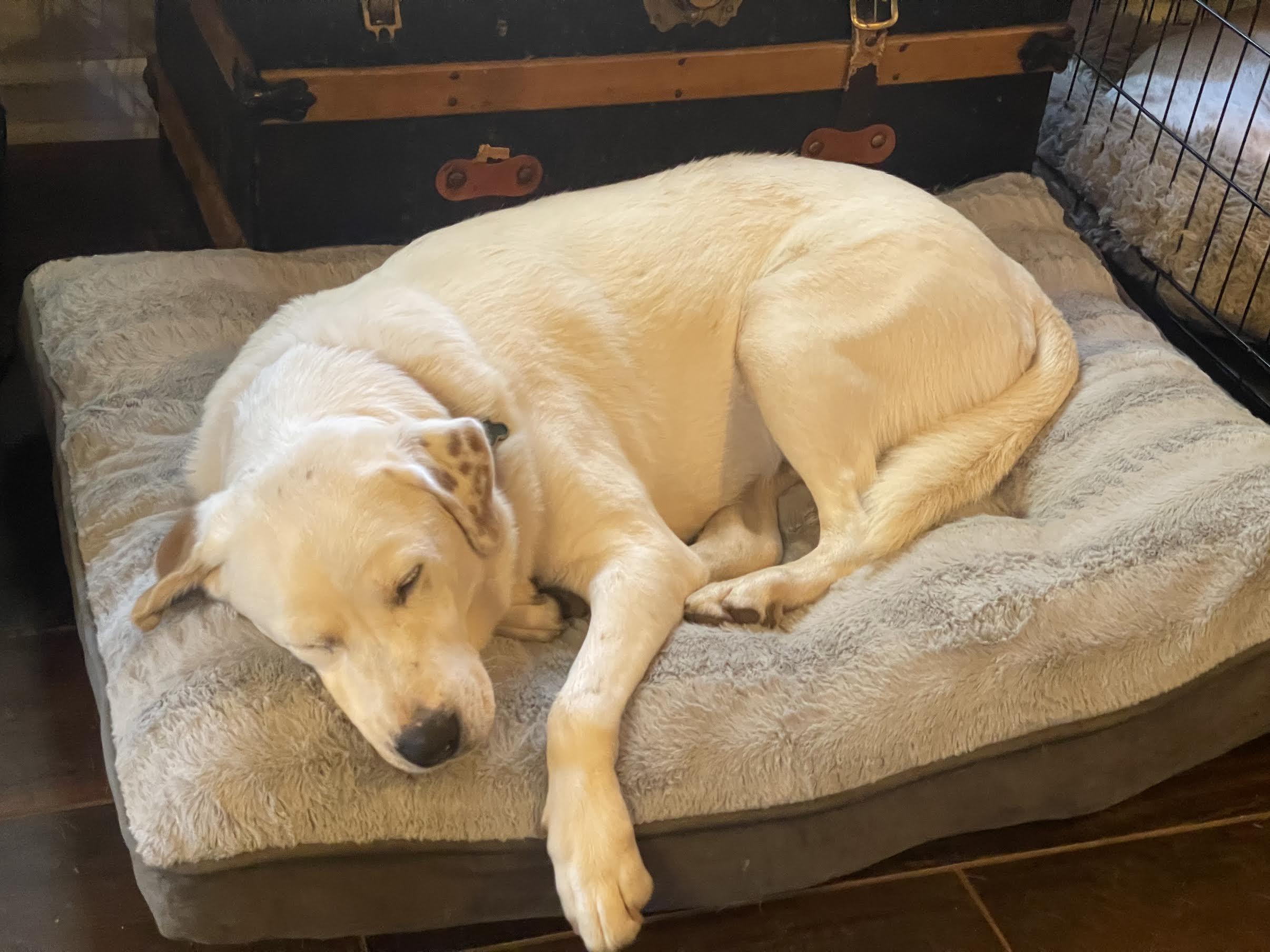 Donner, a ADOPTABLE mixed breed in Cumming, GA image 5/5