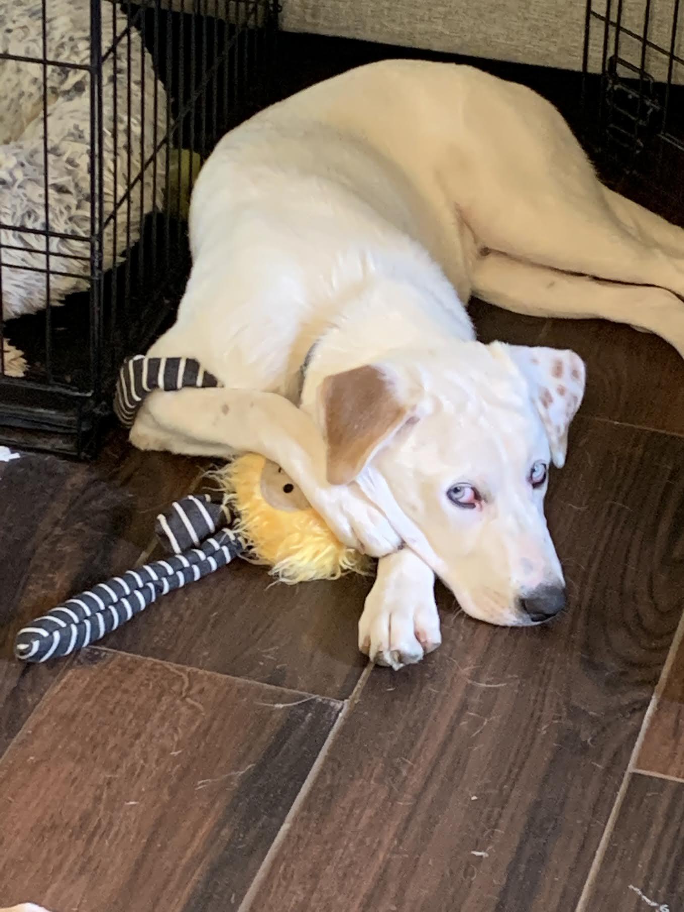 Donner, a ADOPTABLE mixed breed in Cumming, GA image 4/5