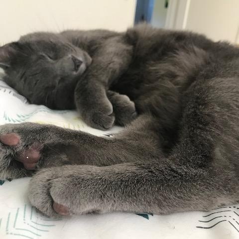 Osiris, ADOPTABLE, Adult Male Domestic Short Hair.