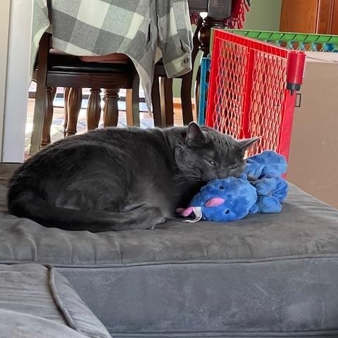 Osiris, a ADOPTABLE Domestic Short Hair in Greensboro, NC image 3/6