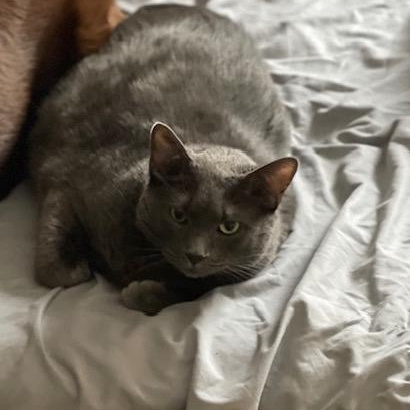 Osiris, a ADOPTABLE Domestic Short Hair in Greensboro, NC image 6/6