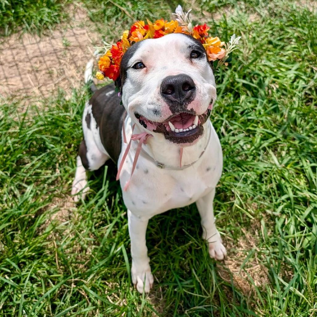 Perdita, Adoptable, Adult Female American Staffordshire Terrier & Great Dane.