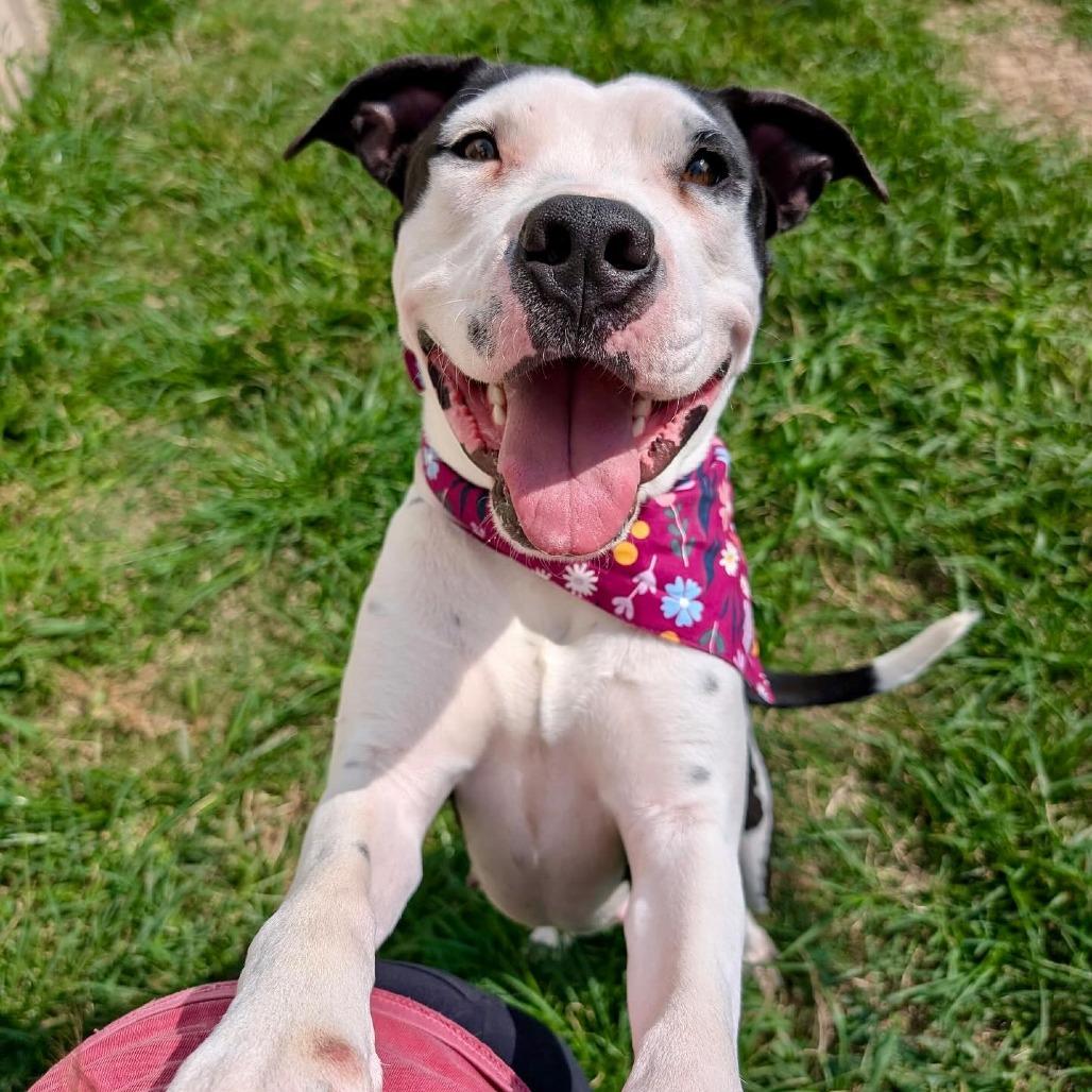 Enlarge Perdita, a Adoptable mixed breed in Napa, CA image 2/6