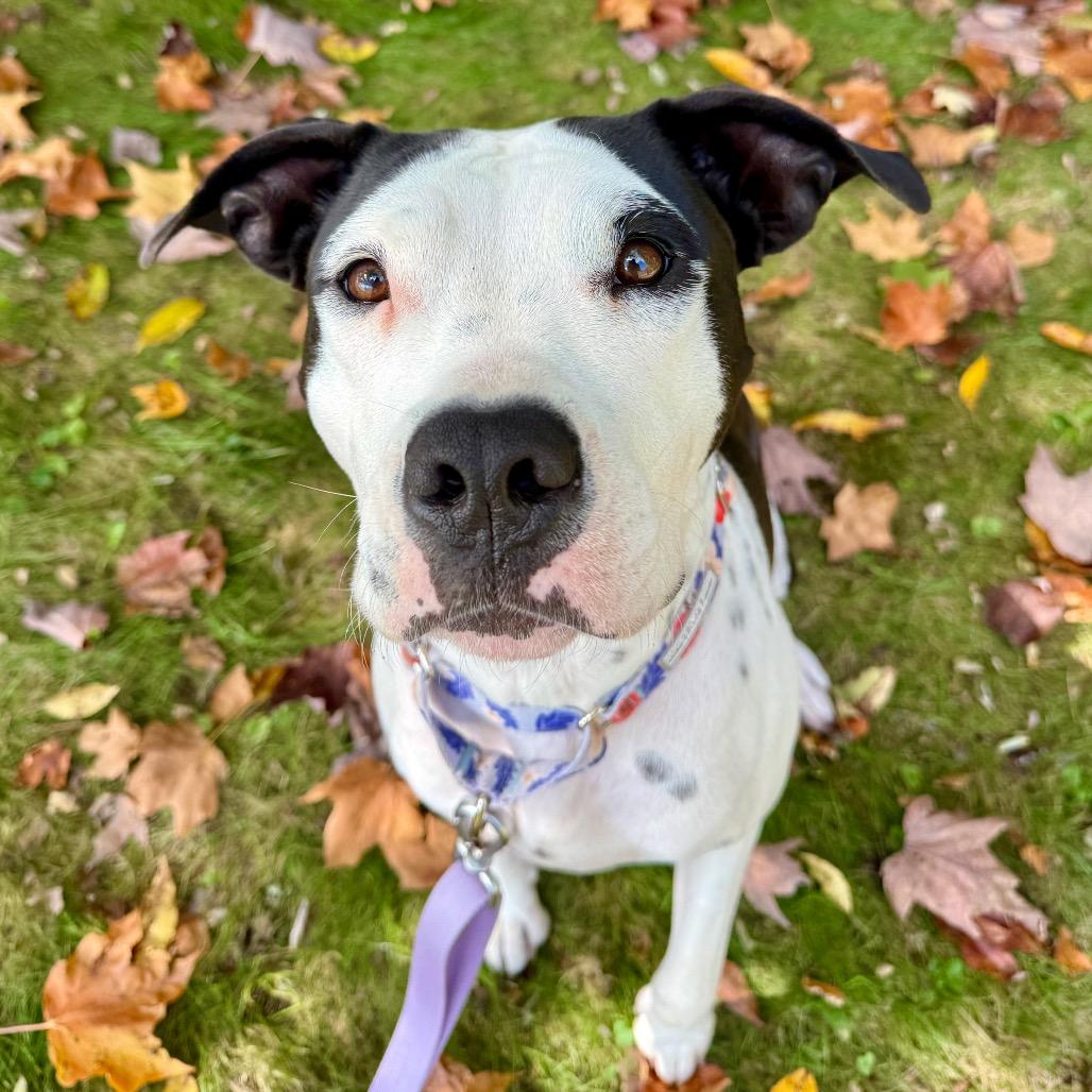 Enlarge Perdita, a Adoptable mixed breed in Napa, CA image 3/6