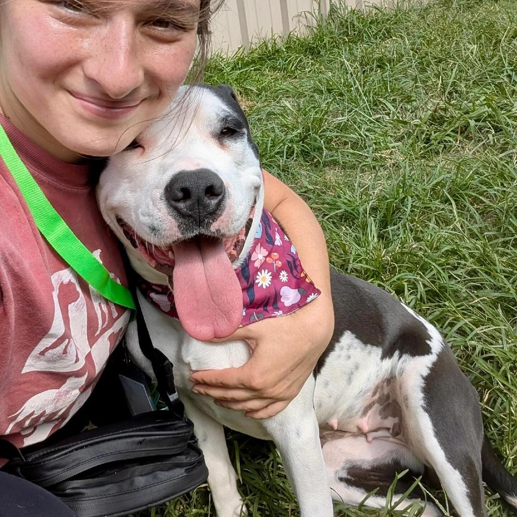 Enlarge Perdita, a Adoptable mixed breed in Napa, CA image 4/6