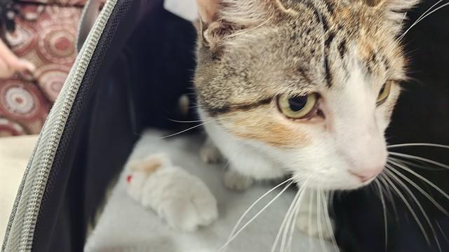 Enlarge CUBBY, a Adoptable Domestic Short Hair in Louisville, KY image 1/1