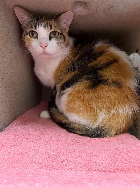 CUBBY, Adoptable, Senior Female Domestic Short Hair.