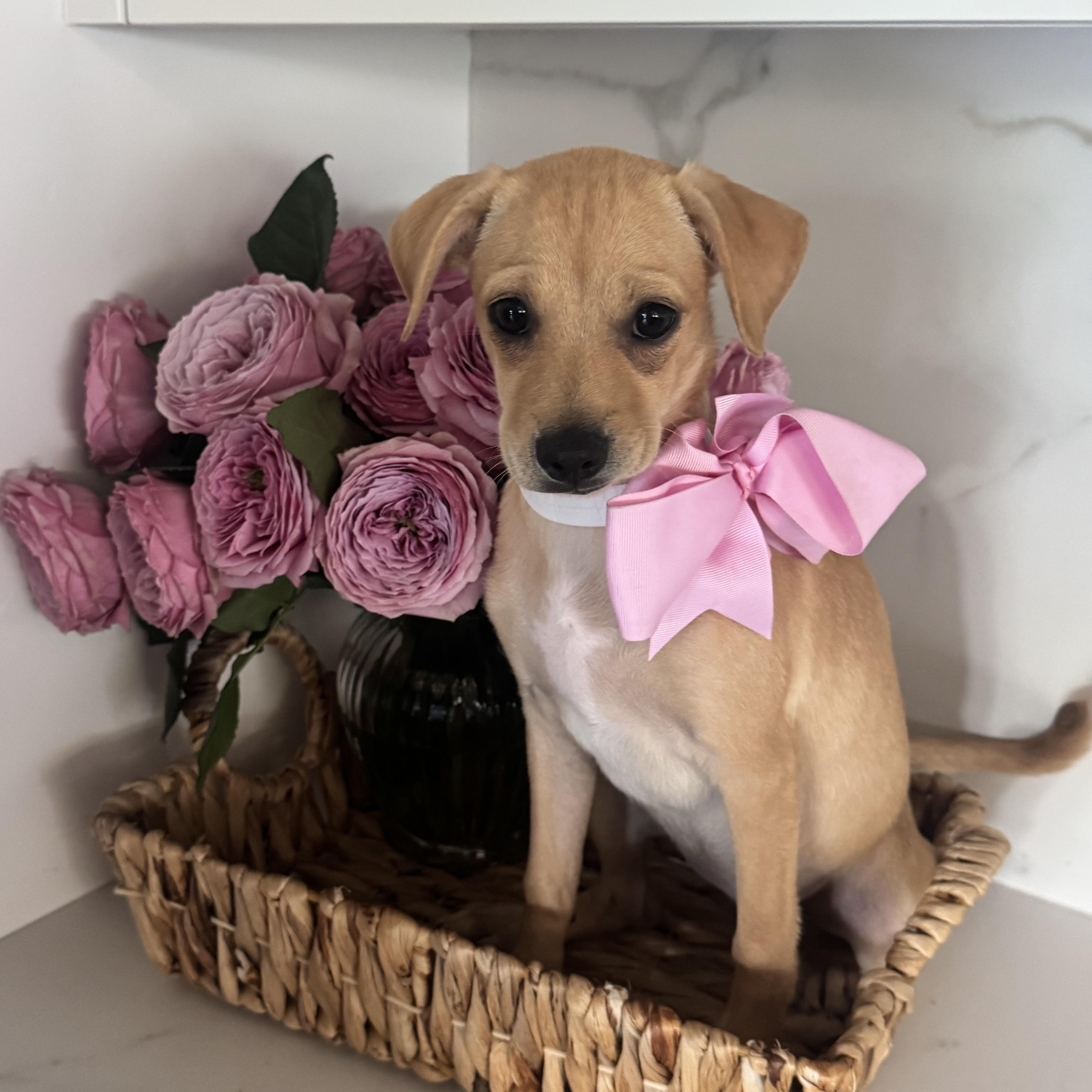 Gwen Stepawnie, Adoptable, Puppy Female Labrador Retriever.