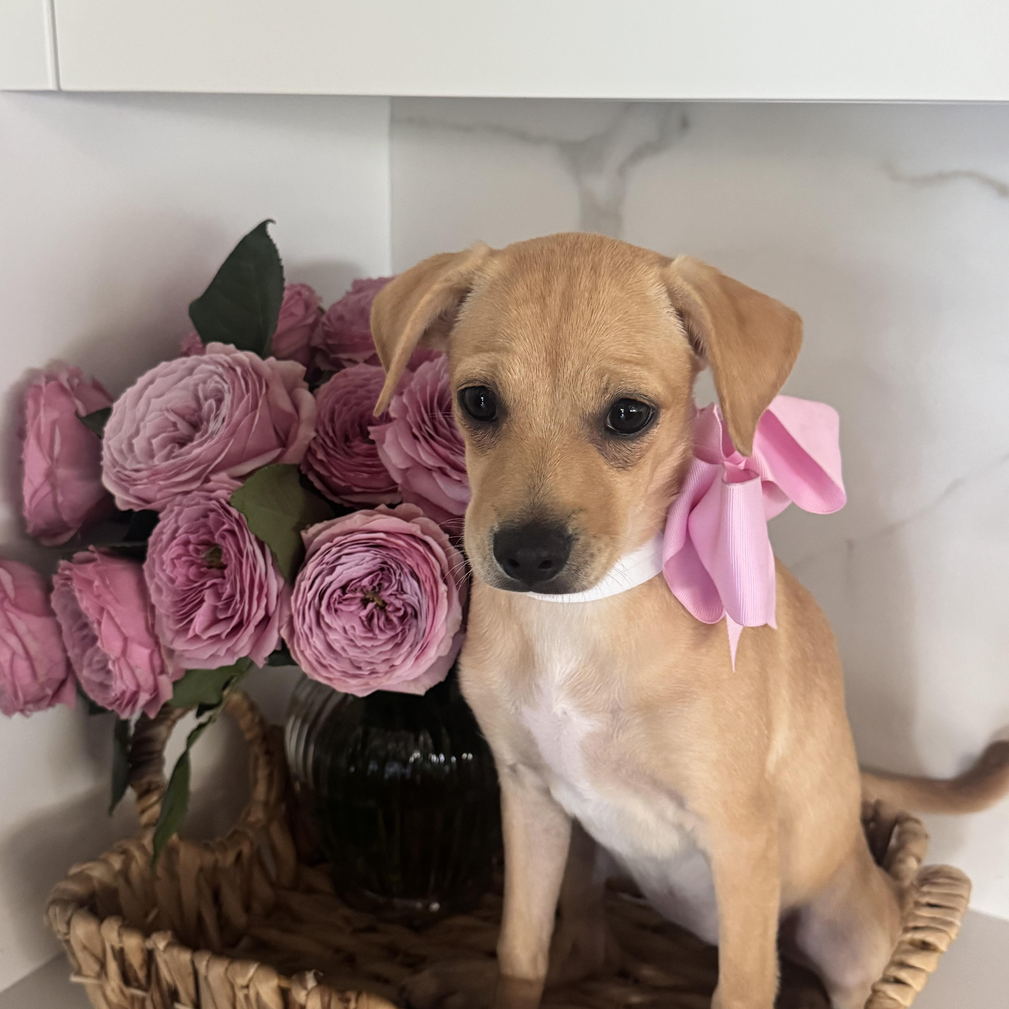 Enlarge Gwen Stepawnie, a Adoptable mixed breed in San Diego, CA image 2/2