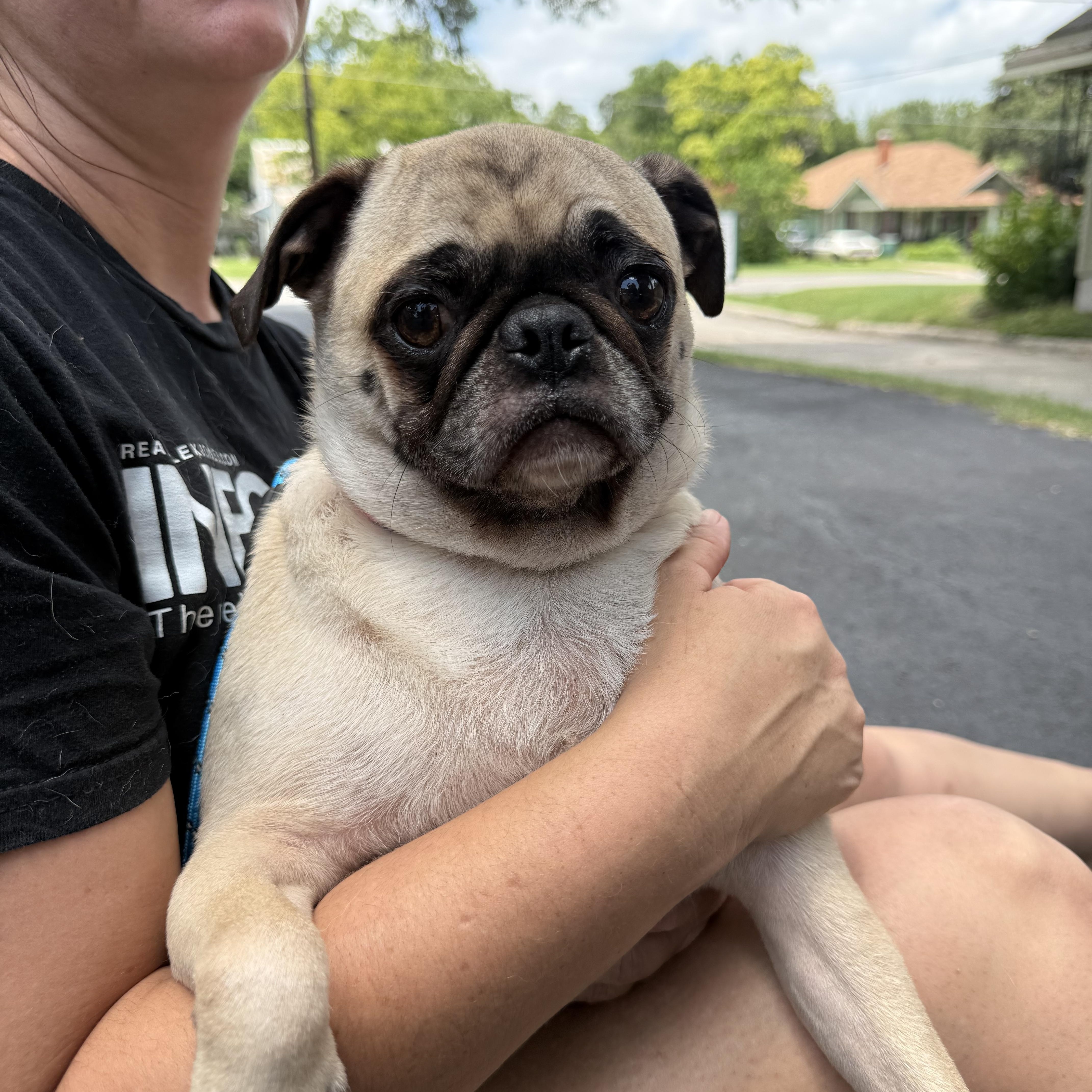 PUGS we have PUGS, a ADOPTABLE Pug in Lockhart, TX image 3/6