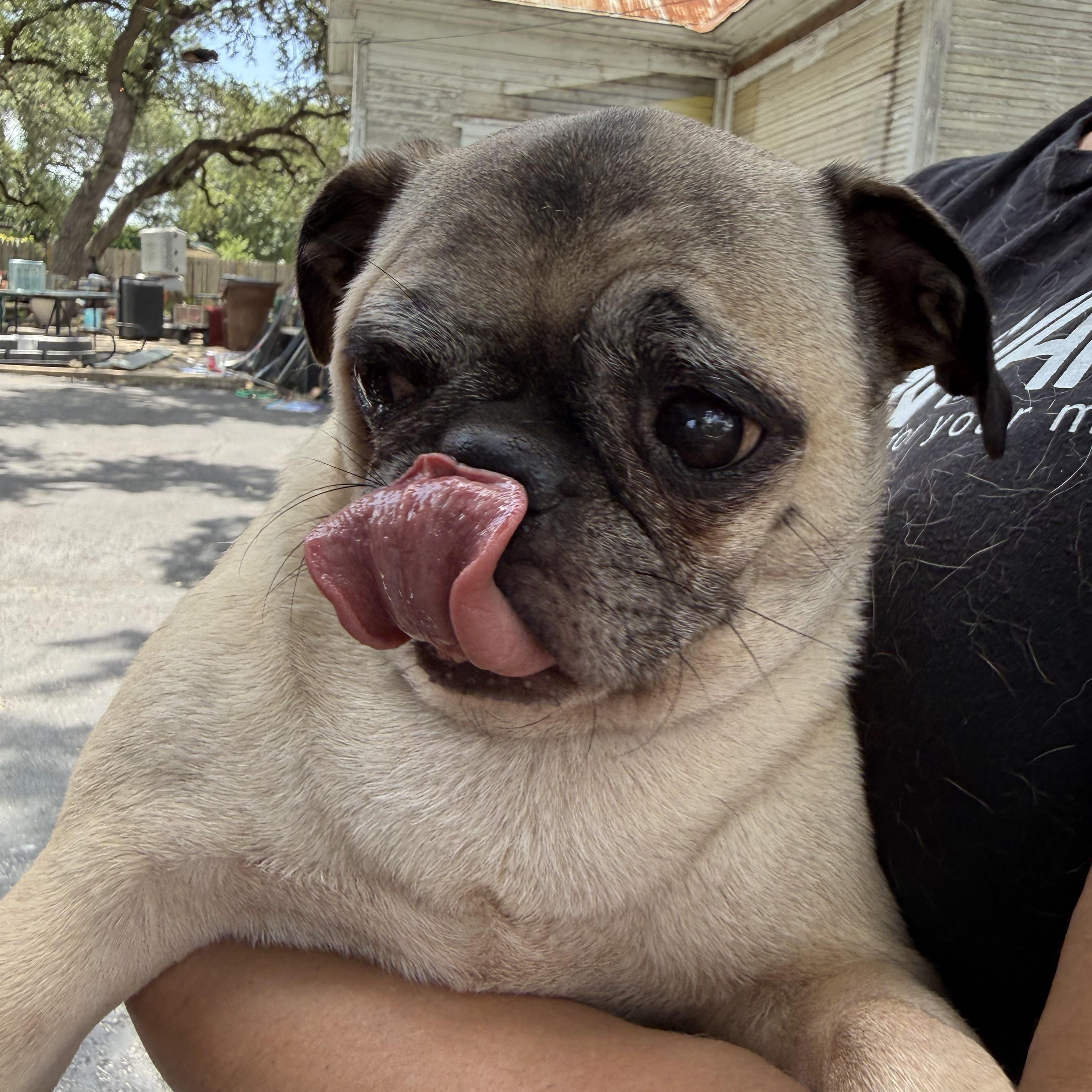 PUGS we have PUGS, a ADOPTABLE Pug in Lockhart, TX image 5/6