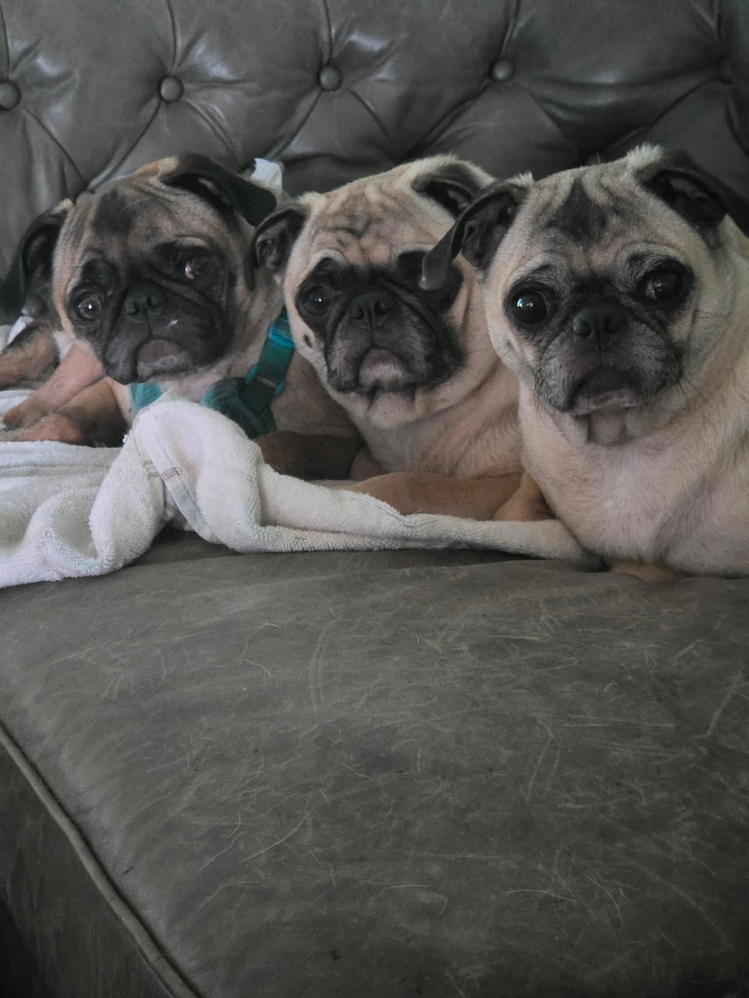 PUGS we have PUGS, Adoptable, Adult Female Pug.