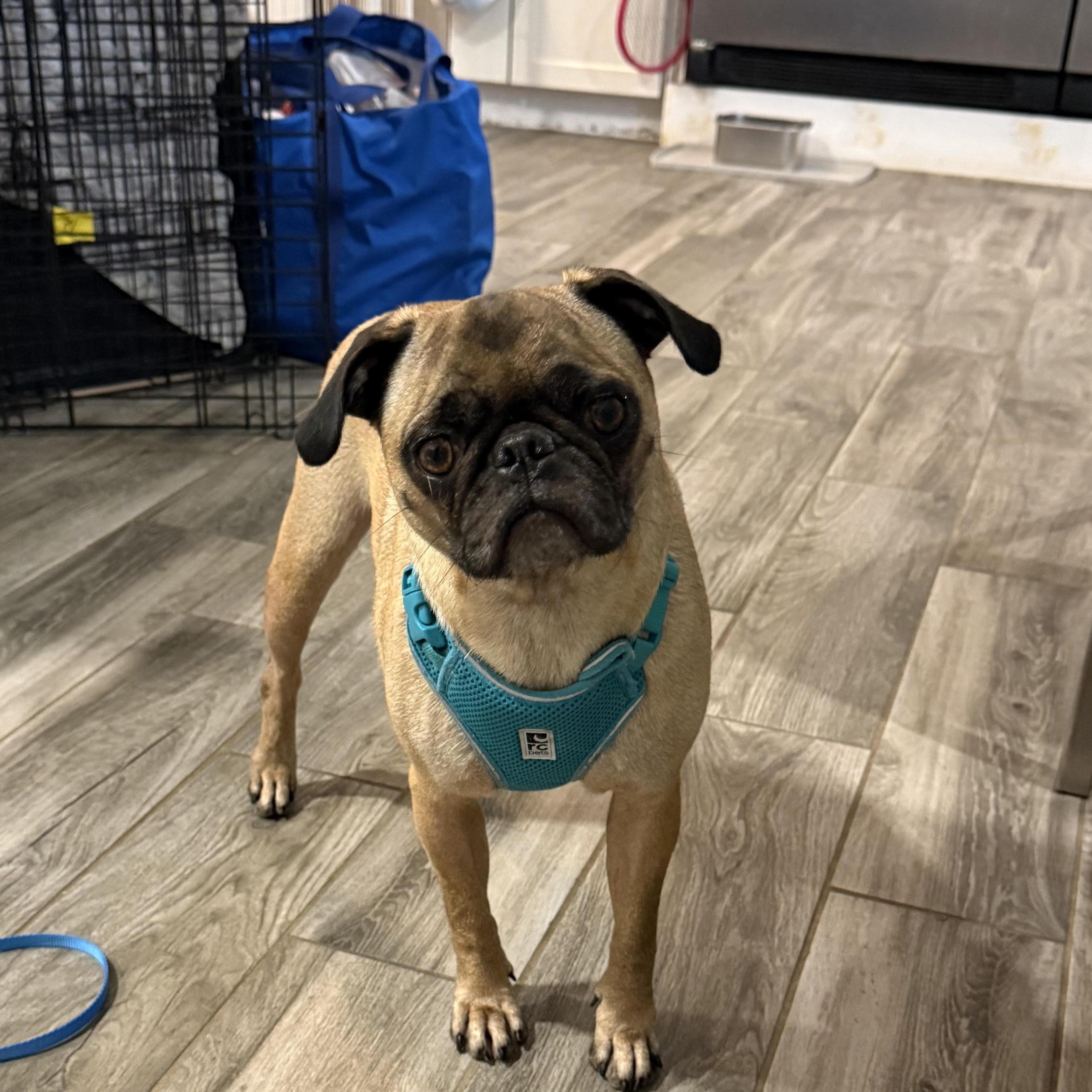 PUGS we have PUGS, ADOPTABLE, Adult Female Pug.