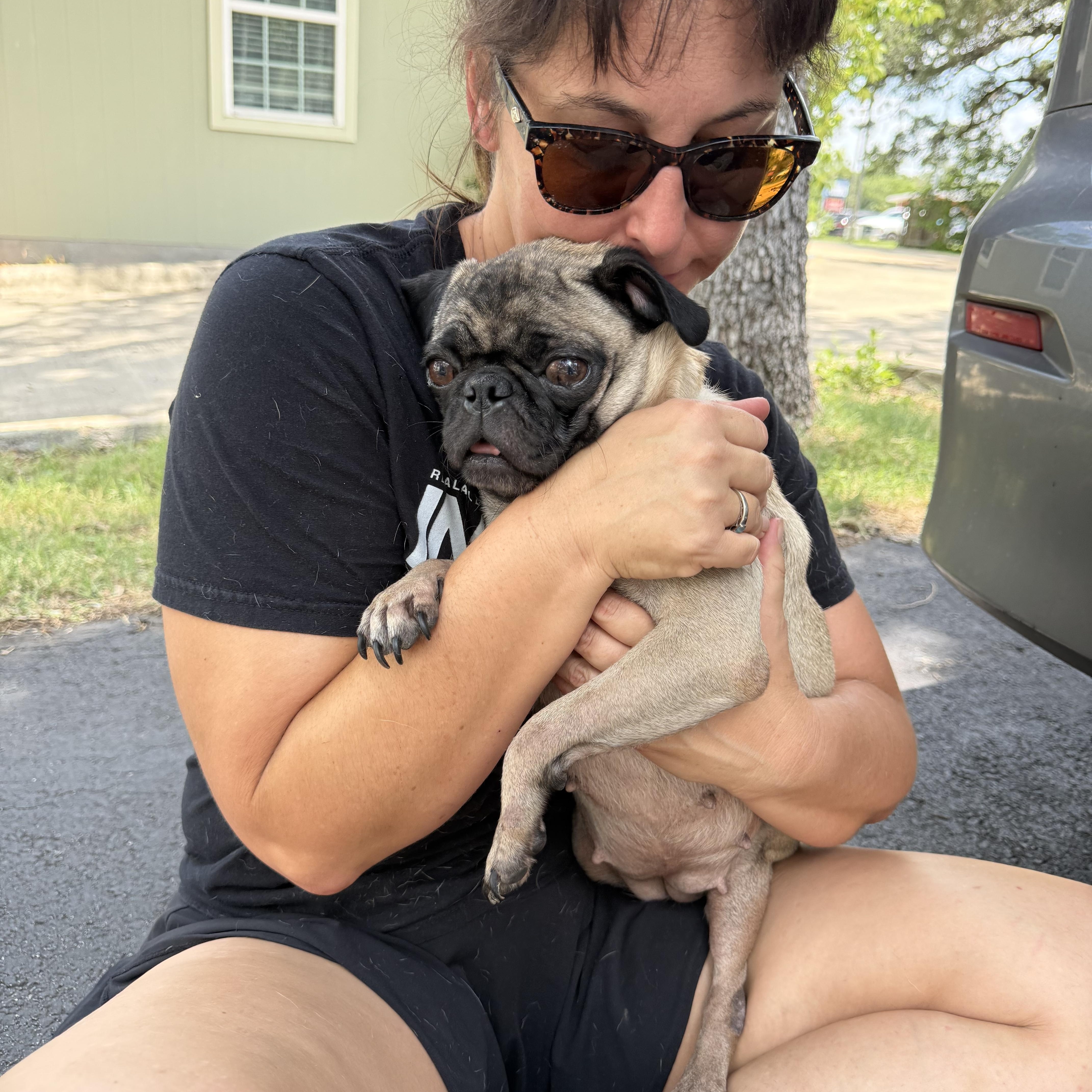 PUGS we have PUGS, a ADOPTABLE Pug in Lockhart, TX image 6/6