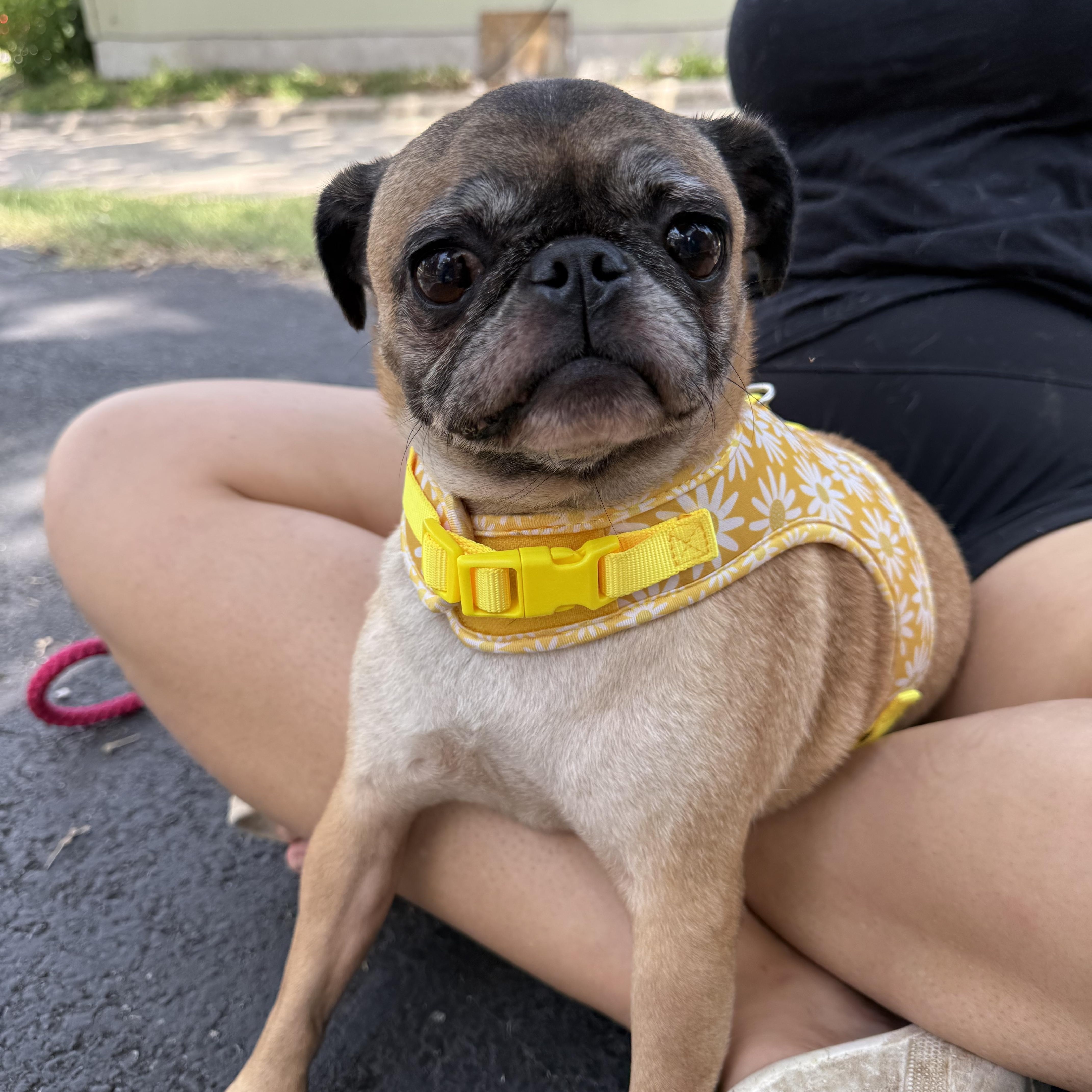 PUGS we have PUGS, a ADOPTABLE Pug in Lockhart, TX image 4/6