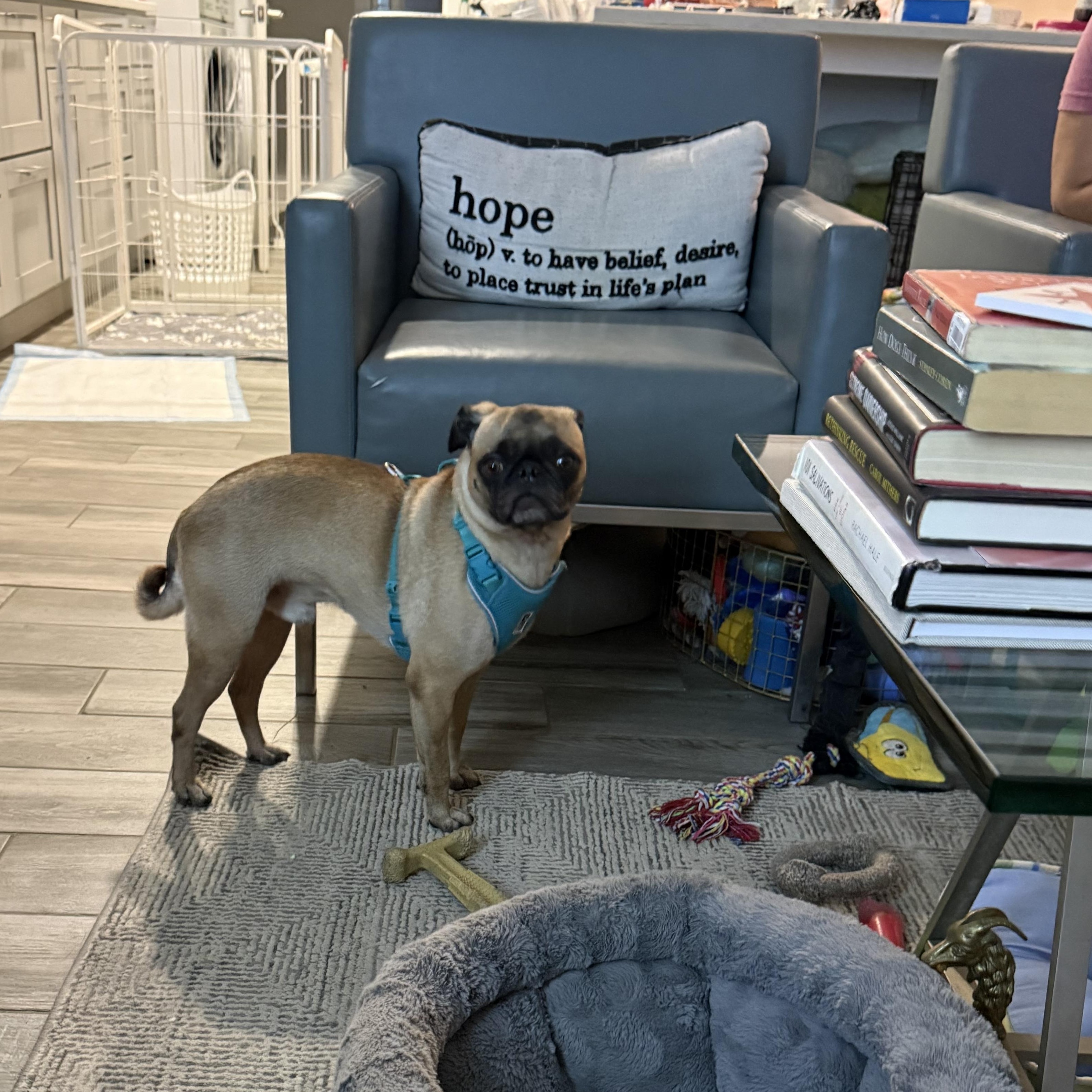PUGS we have PUGS, a ADOPTABLE Pug in Lockhart, TX image 2/6