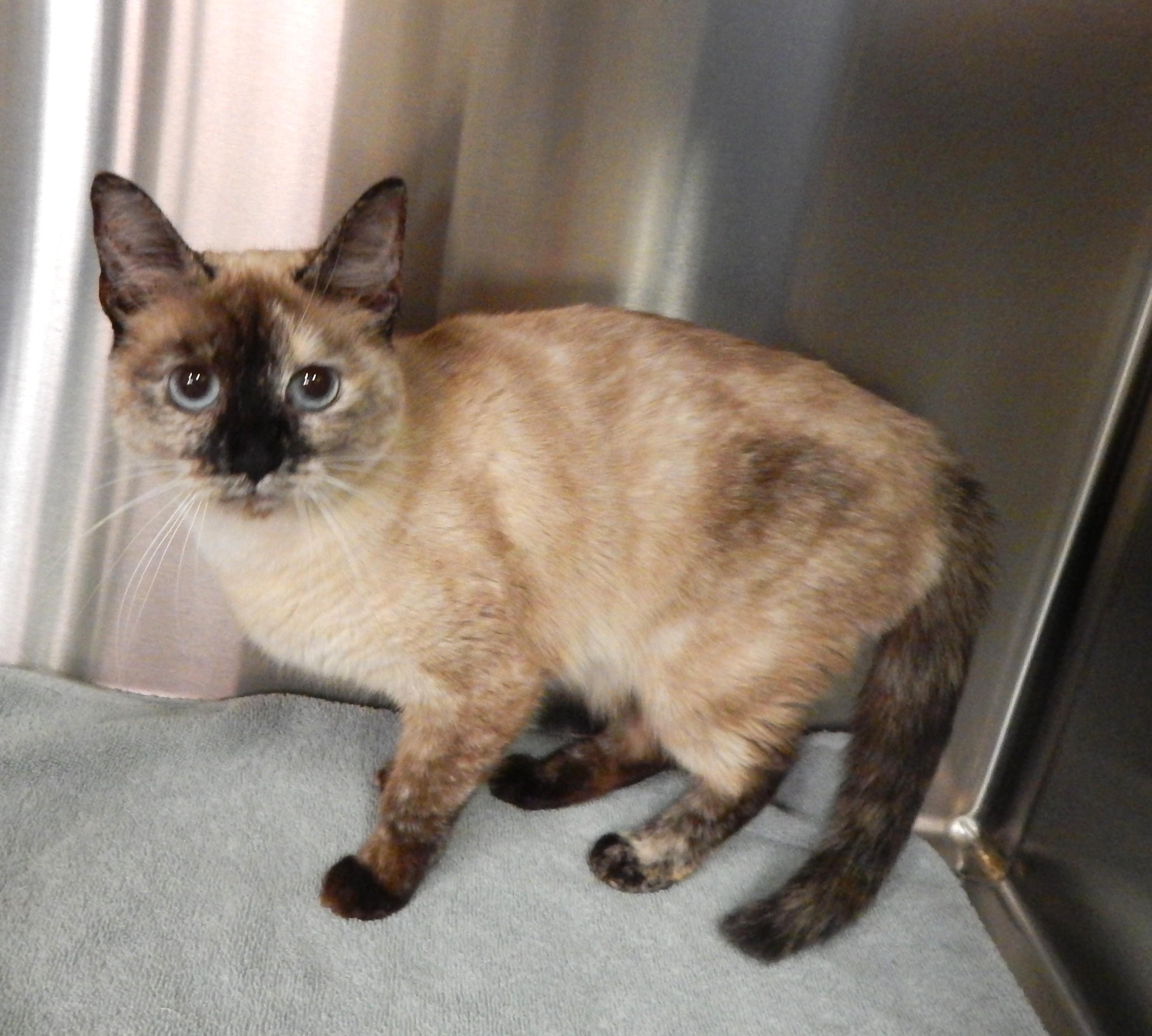 Aurora, adopted, Young Female Siamese.