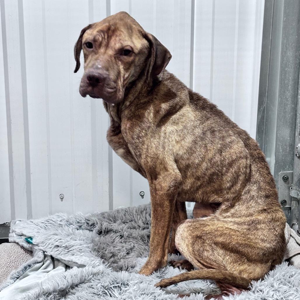 Enlarge Echo, a Adoptable Mixed Breed in Bismarck, ND image 1/6