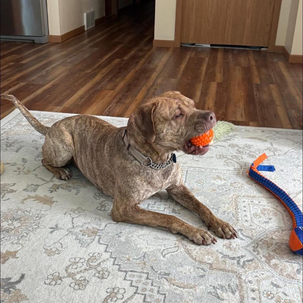 Enlarge Echo, a Adoptable Mixed Breed in Bismarck, ND image 3/6