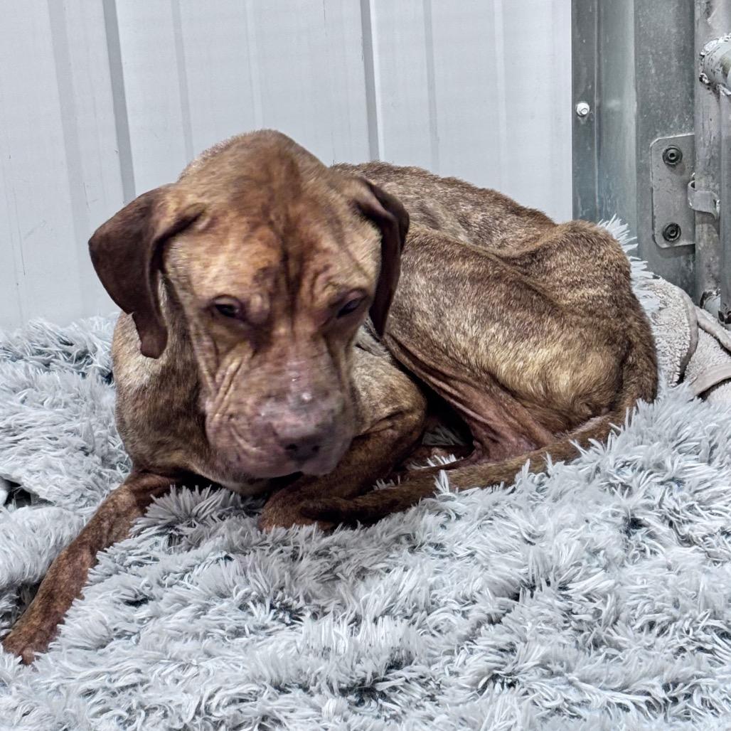 Enlarge Echo, a Adoptable Mixed Breed in Bismarck, ND image 4/6