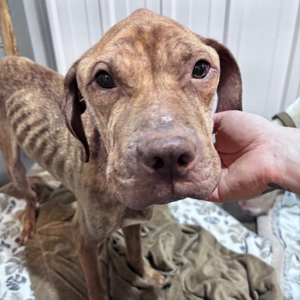 Enlarge Echo, a Adoptable Mixed Breed in Bismarck, ND image 5/6