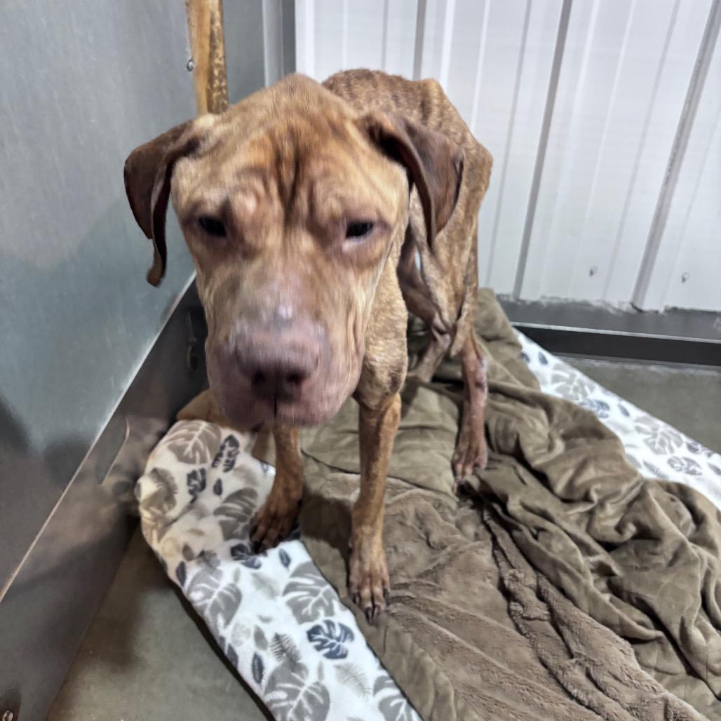 Enlarge Echo, a Adoptable Mixed Breed in Bismarck, ND image 6/6