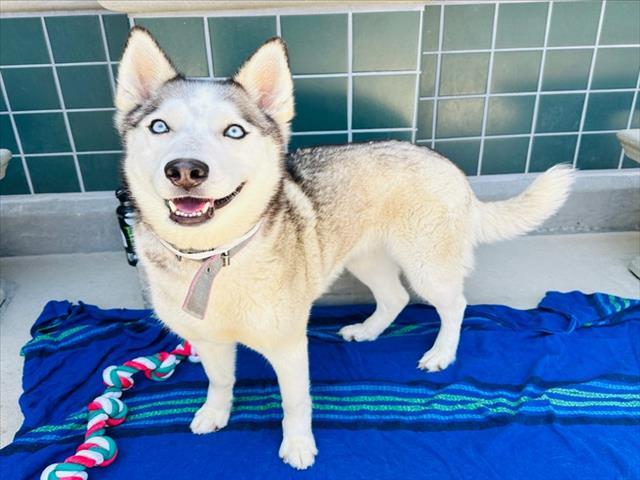 Enlarge KENNEDY, a Adoptable Siberian Husky in Rancho Cucamonga, CA image 1/1