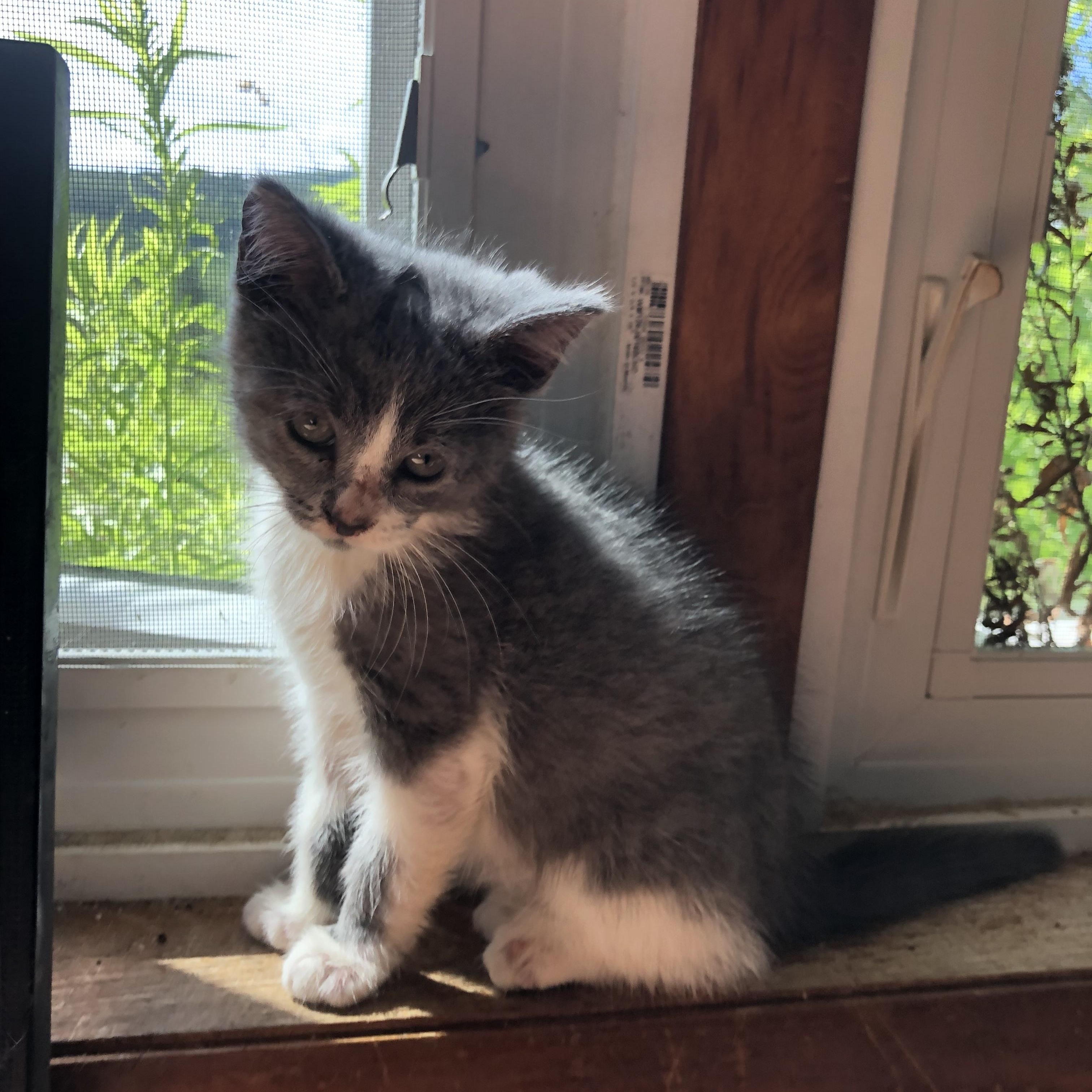 New Furze, the fuzzy, roly-poly ADORABULLLLLL kitten whose frequent "fails"/falls will make you guff photo 2
