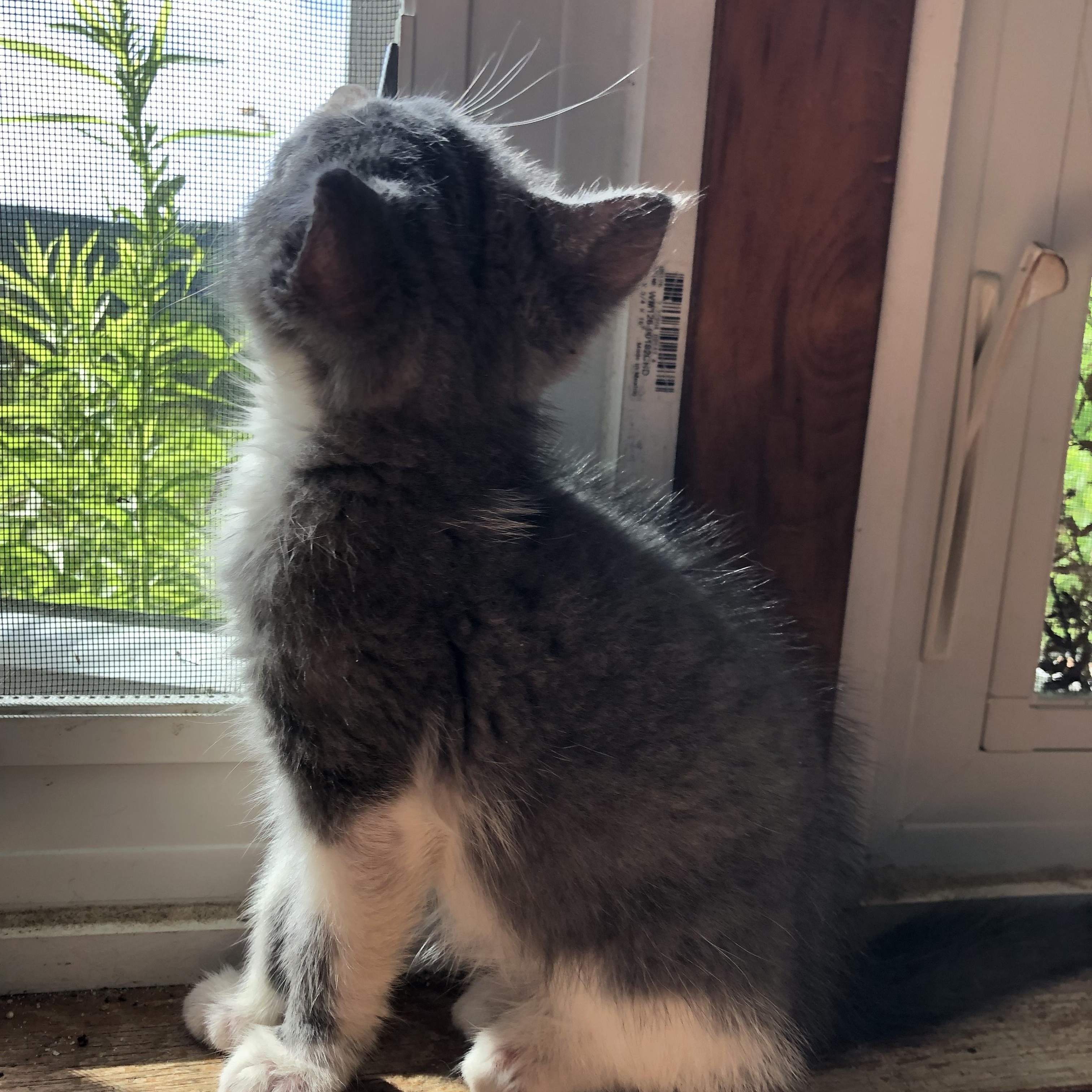 New Furze, the fuzzy, roly-poly ADORABULLLLLL kitten whose frequent "fails"/falls will make you guff photo 3