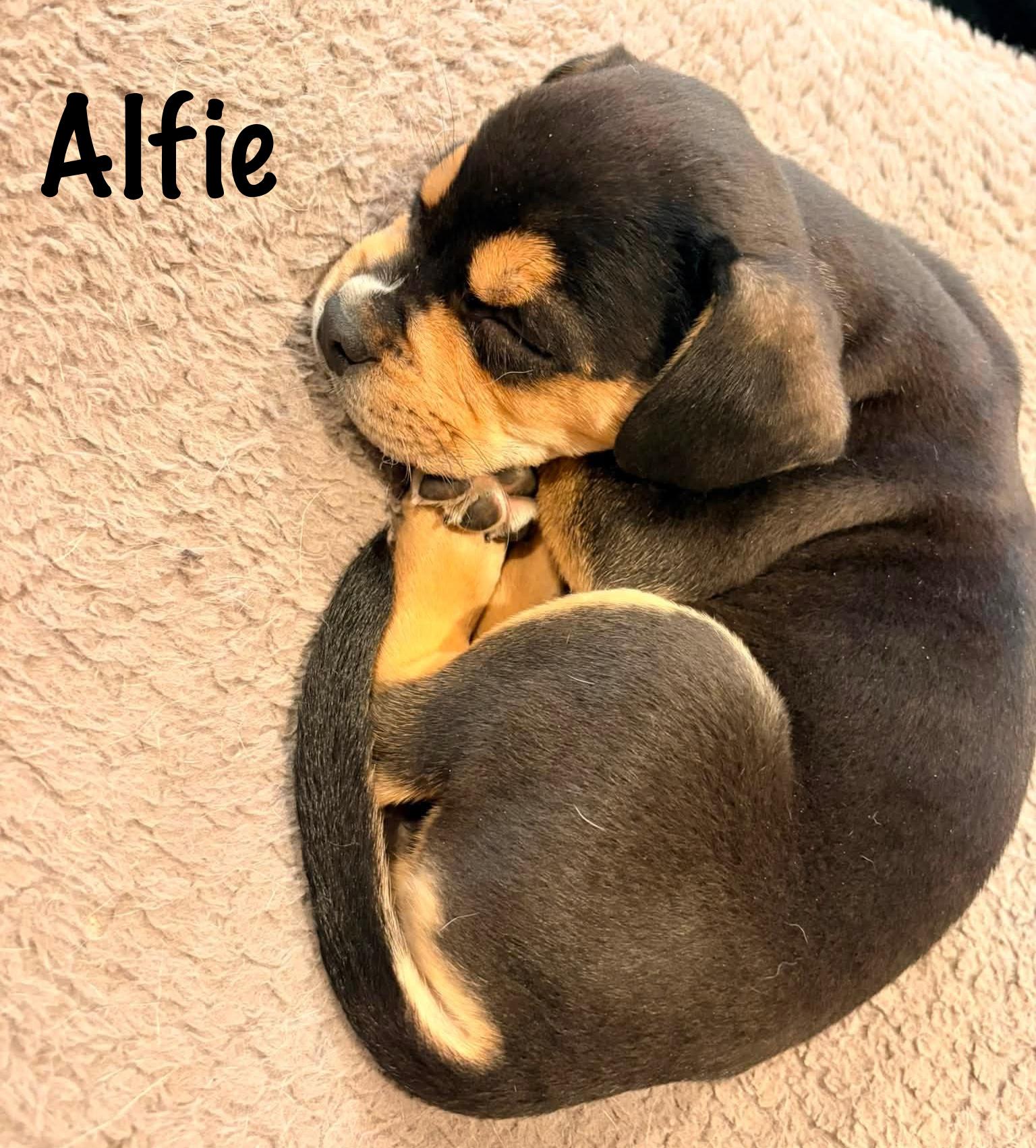 Alfie, Adopted, Puppy Male Pit Bull Terrier & Boxer.