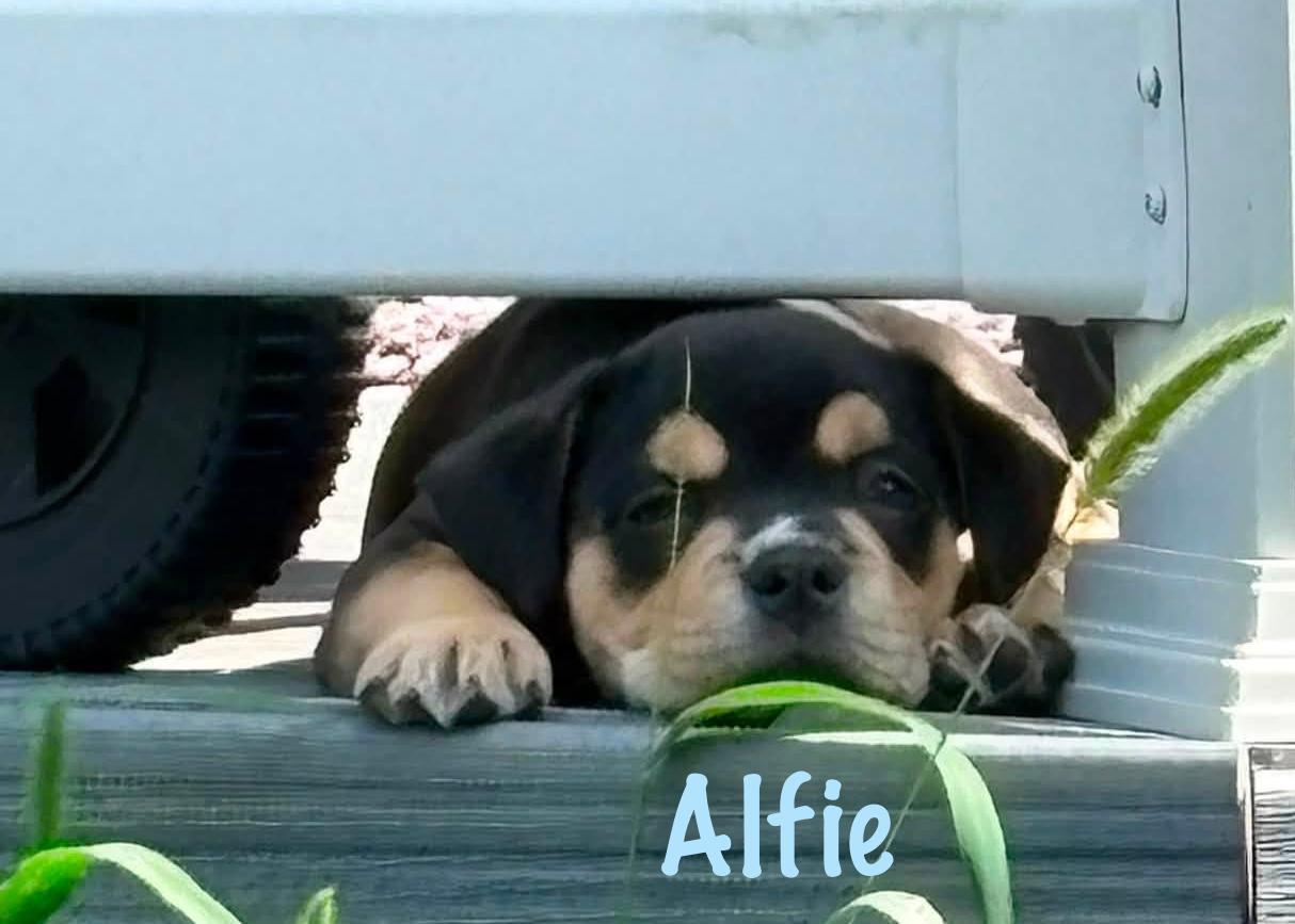 Enlarge Alfie, a Adopted mixed breed in Elburn, IL image 5/6