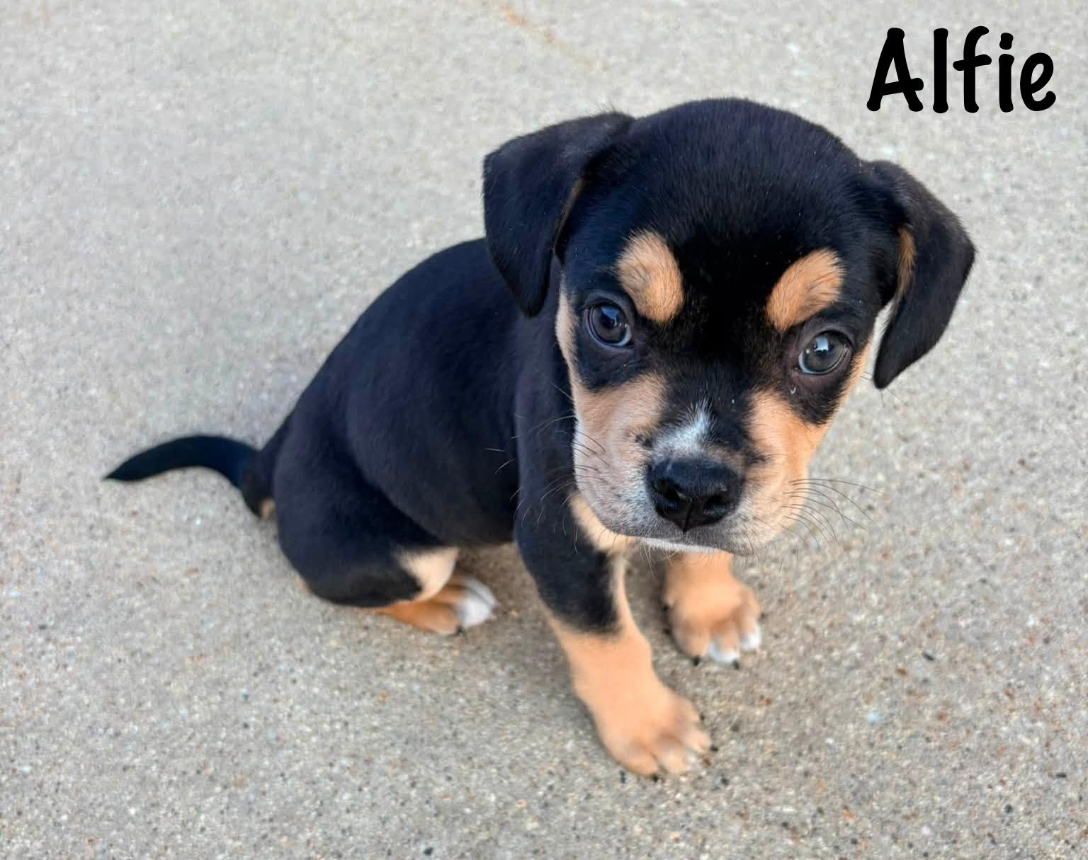 Enlarge Alfie, a Adopted mixed breed in Elburn, IL image 3/6