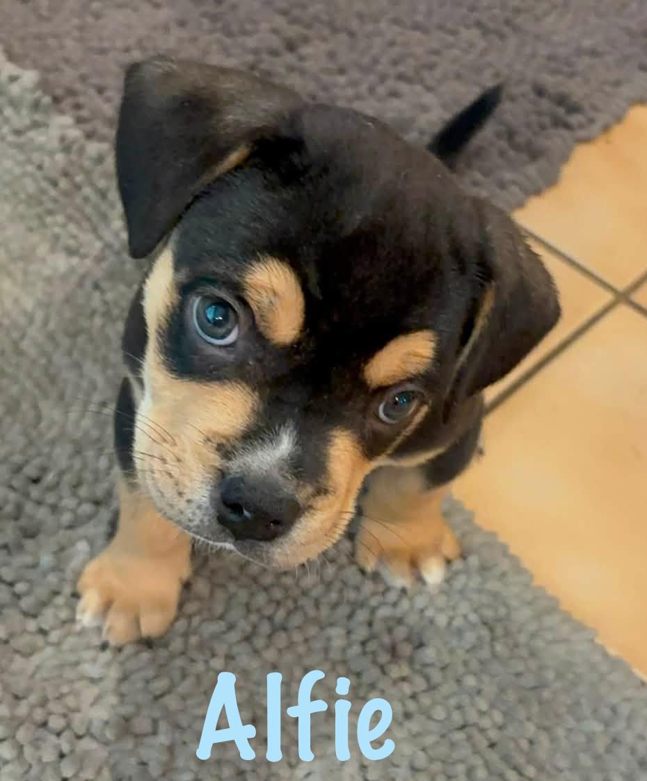 Enlarge Alfie, a Adopted mixed breed in Elburn, IL image 6/6