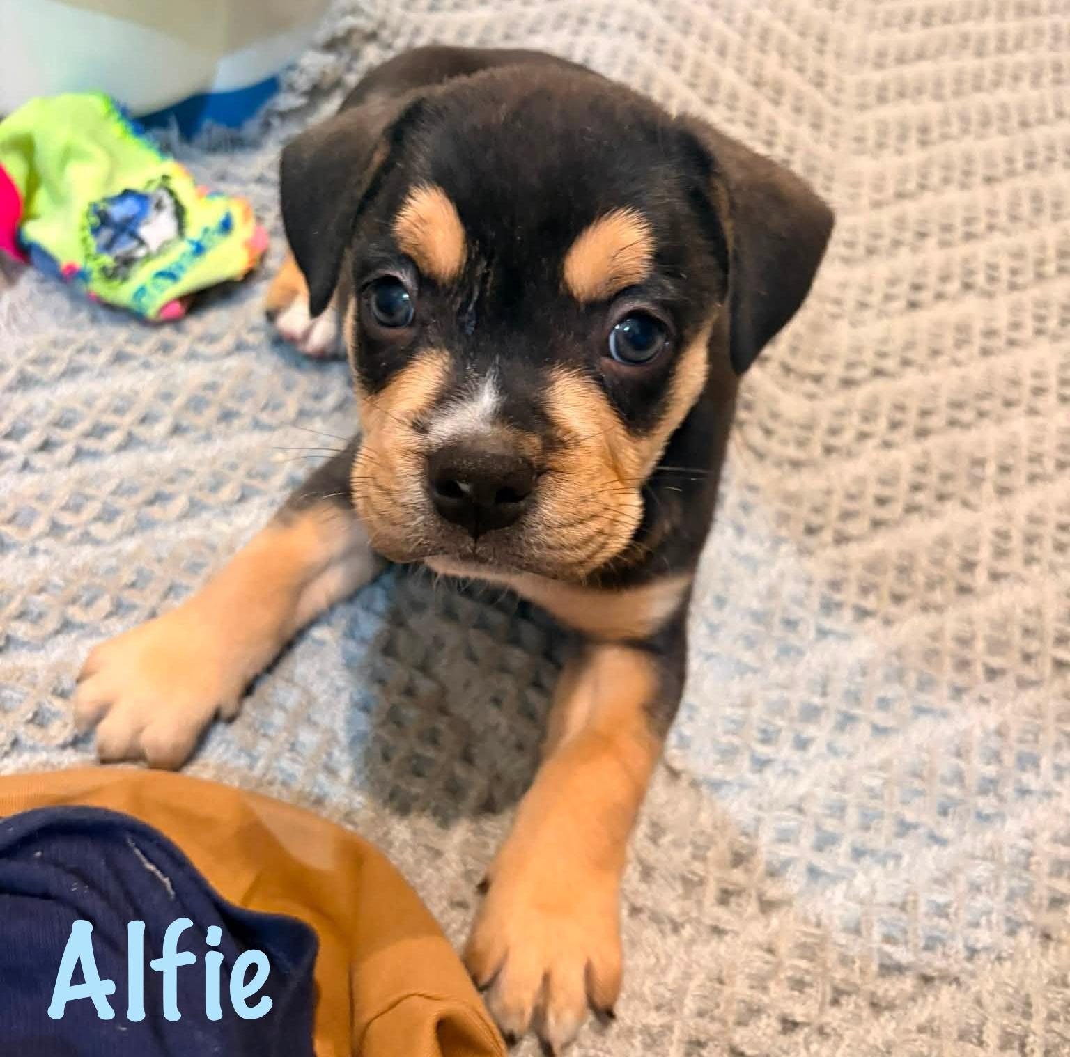 Enlarge Alfie, a Adopted mixed breed in Elburn, IL image 2/6