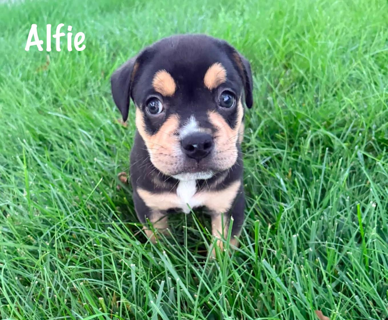 Enlarge Alfie, a Adopted mixed breed in Elburn, IL image 4/6