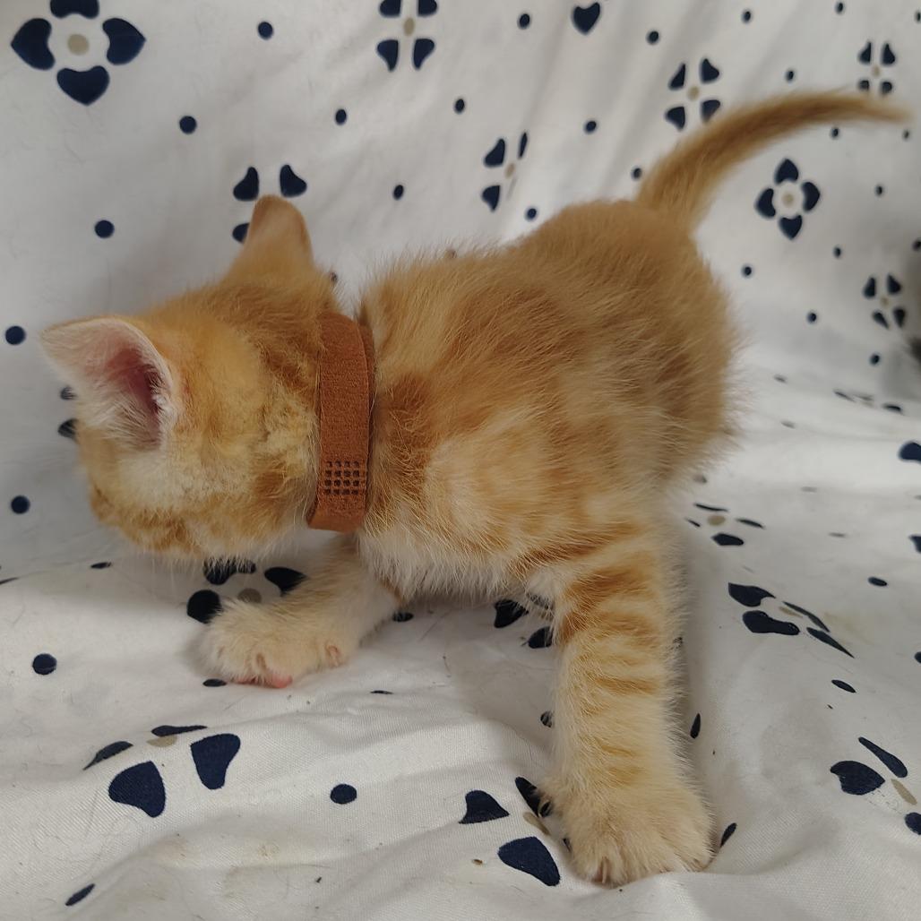 Enlarge Namib (brown collar), a Adoptable Domestic Short Hair in Coos Bay, OR image 1/4