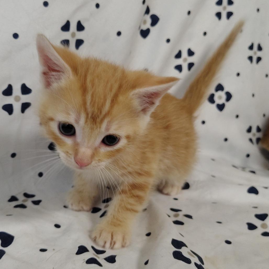 Enlarge Namib (brown collar), a Adoptable Domestic Short Hair in Coos Bay, OR image 2/4