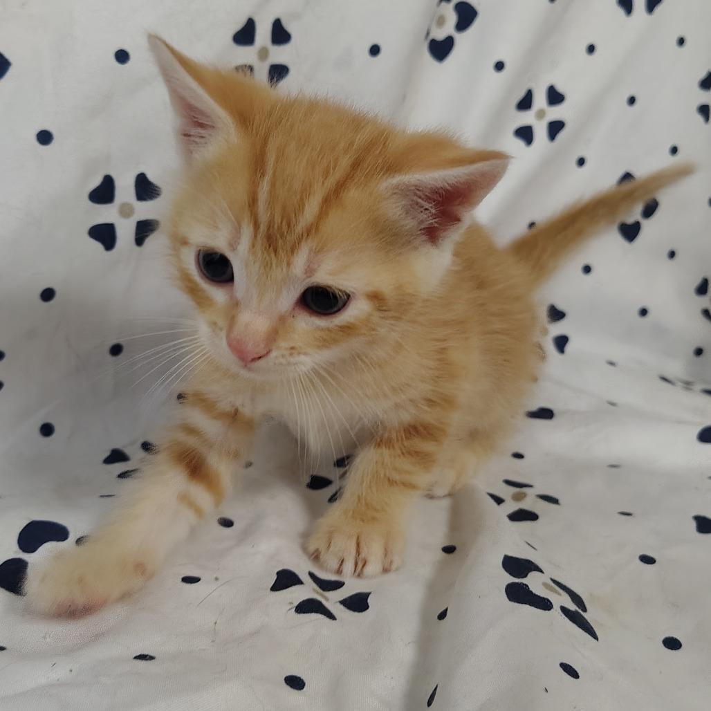 Enlarge Namib (brown collar), a Adoptable Domestic Short Hair in Coos Bay, OR image 3/4
