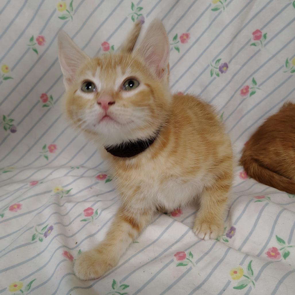 Enlarge Namib (brown collar), a Adoptable Domestic Short Hair in Coos Bay, OR image 4/4